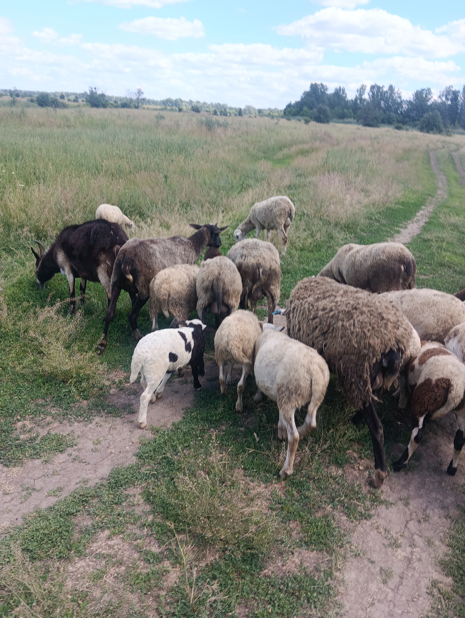 A flock of sheep and goats are grazing in a field under a cloudy blue sky. The field is covered in tall green grass, with a dirt path winding through it. In the foreground, a black and white lamb stands out from the adult sheep. A dark-colored goat is visible on the left, with its head lowered to eat. The sheep are mostly light brown and white, with some individuals having darker patches. The background shows a line of trees in the distance. The image appears to be taken during daylight hours.