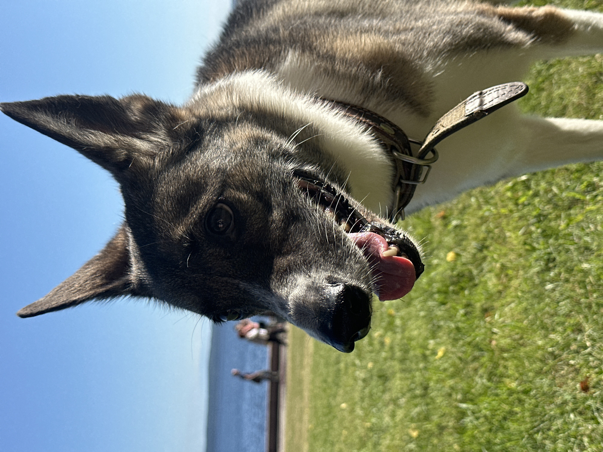 The image depicts a close-up of a dog with its tongue hanging out, panting. The dog has a mottled grey, brown, and white coat and large, erect ears. It is wearing a leather collar. The background shows a bright blue sky, a body of water, and a blurred grassy area with a few out-of-focus figures of people walking along a path near the water. The scene is consistent with an outdoor location in Petrozavodsk, Russia, likely near the waterfront.
