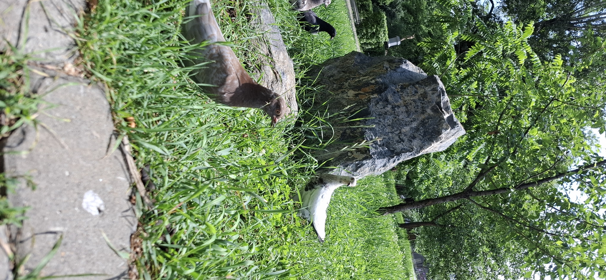 The image depicts a park scene in Blagoveshchensk, Russia. The foreground shows a paved walkway and lush green grass. In the middle ground, a large, grey rock sits prominently on the grass. Several pigeons are visible in the grass around the rock. One pigeon in the foreground is a reddish-brown color, while another further back is predominantly white with grey markings. A black pigeon is also visible to the left. The background features trees with vibrant green foliage, indicating a warm season. The overall environment suggests a natural setting within the city, likely a park or public garden.