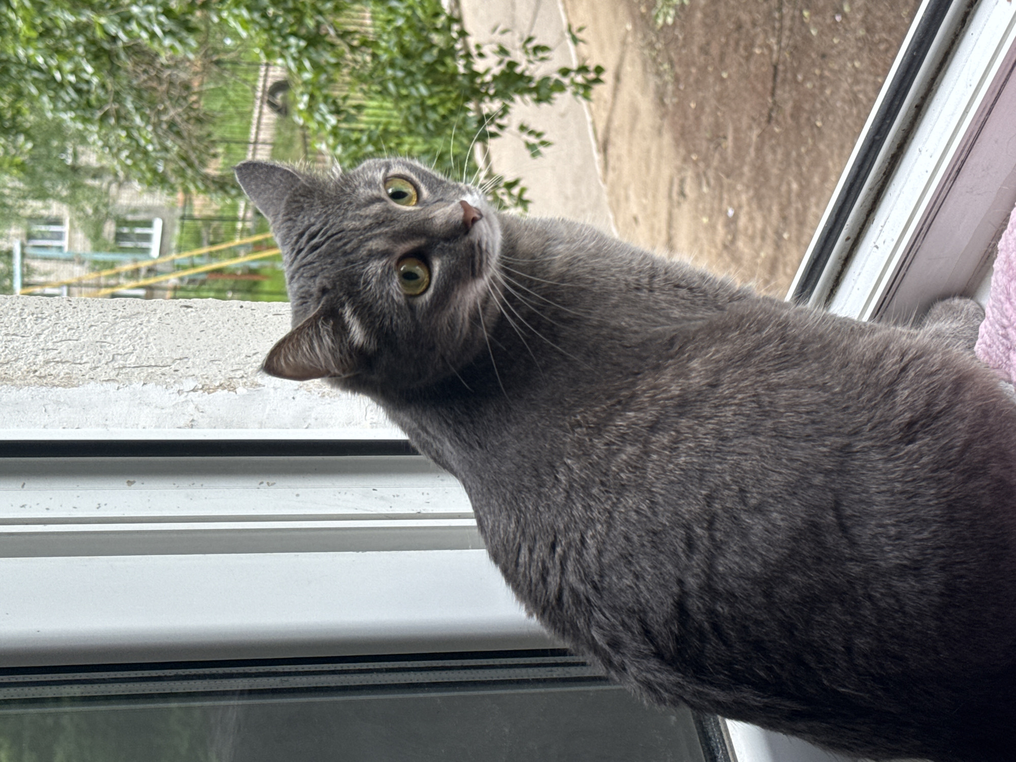 An adult domestic shorthair cat, predominantly grey with faint tabby markings, sits on a white windowsill. The cat is positioned on the right side of the frame, facing left and looking towards the viewer's right. Its eyes are a light green color. The windowsill is part of a window structure with a visible white frame and a dark gasket. Outside the window, a green tree with dense foliage is visible, along with a brown, dirt-like ground area. In the background, a multi-story building and a yellow and blue children's playground structure can be seen, consistent with an urban residential area. The overall lighting suggests an overcast daytime scene. The presence of a playground and residential buildings indicates this scene is likely located in a city, potentially in a residential district. Given the context provided, the location is Chaikovsky, Russia.