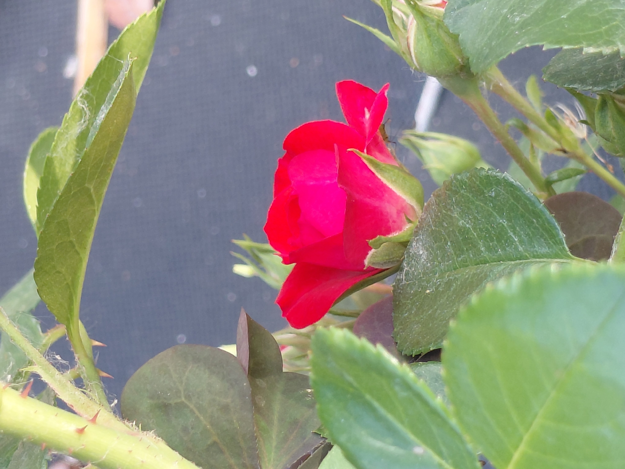 The image shows a close-up of a vibrant red rosebud, partially unfurled, surrounded by lush green leaves and thorny stems. The rose's petals are a deep, rich red, with a softer pink hue visible on the inner parts. Several rosebuds, still tightly closed, are also visible, hinting at future blooms. The leaves are a healthy green, with some appearing slightly textured. The thorny stems are prominent in the foreground, adding a rugged element to the delicate flower. The background is a blurred, dark gray, with some soft circular bokeh effects, suggesting an outdoor setting with diffused light. There are faint hints of what might be sunlight or artificial light reflecting on the background. The overall impression is one of natural beauty and growth. The image was captured in Novosibirsk, Russia, and likely during daylight hours due to the natural lighting. No people or specific activities are depicted, focusing solely on the rose and its immediate environment. There is no visible text in the image.