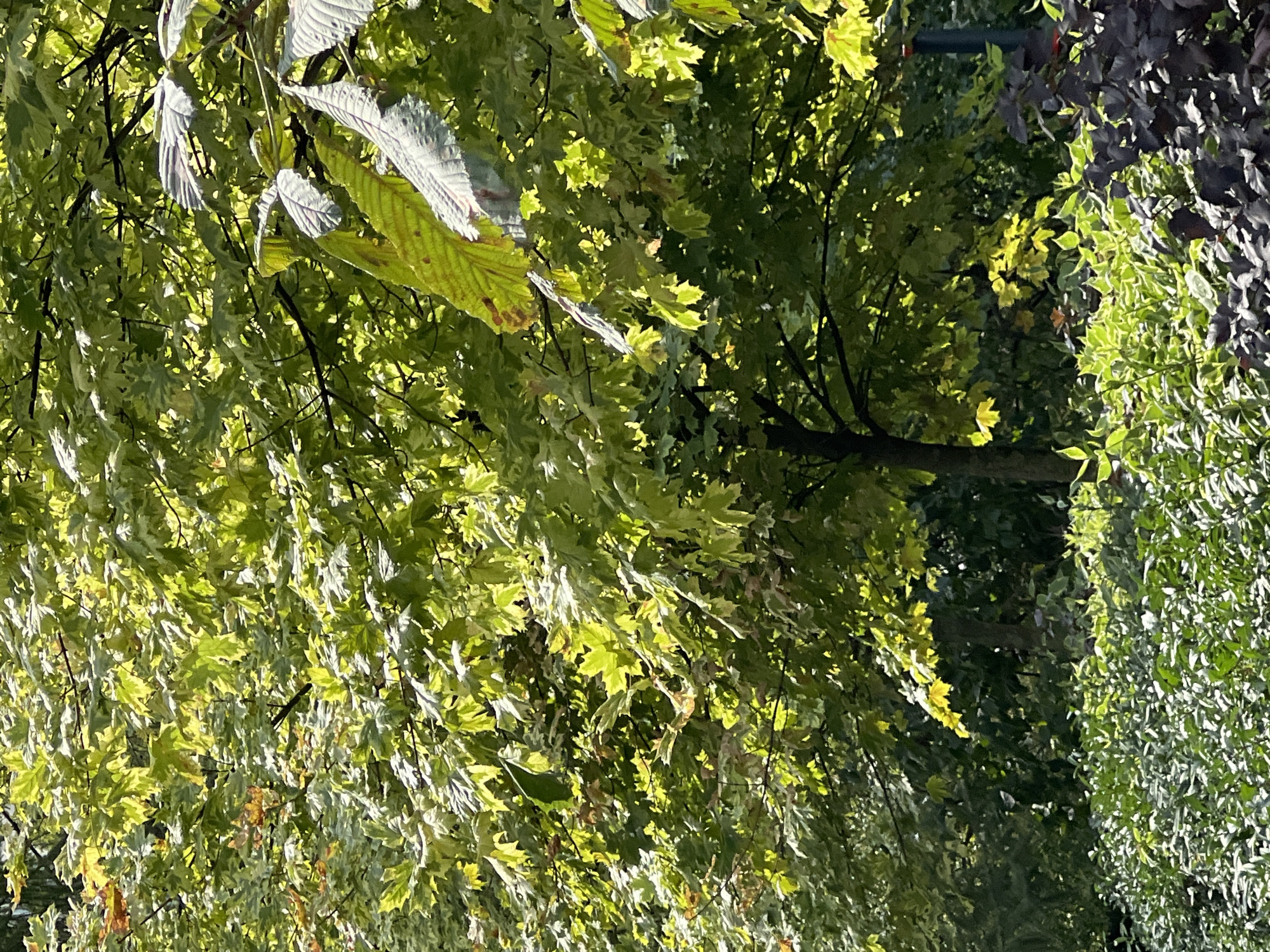 The image depicts a sun-dappled canopy of green and yellow leaves from a tree, likely in a park or garden setting. The leaves are dense, with sunlight filtering through, creating a luminous effect. In the foreground, a variety of shrubbery is visible, with some dark-leaved plants on the right and lighter green foliage towards the center. The background shows the dark trunks of trees and the dense foliage of more trees, suggesting a wooded area. The scene appears to be an outdoor natural environment, possibly during daytime with bright sunlight. There are no people or discernible man-made structures directly visible in the image. The lighting suggests a sunny day, possibly late morning or early afternoon. The overall impression is one of a lush, natural landscape bathed in sunlight.