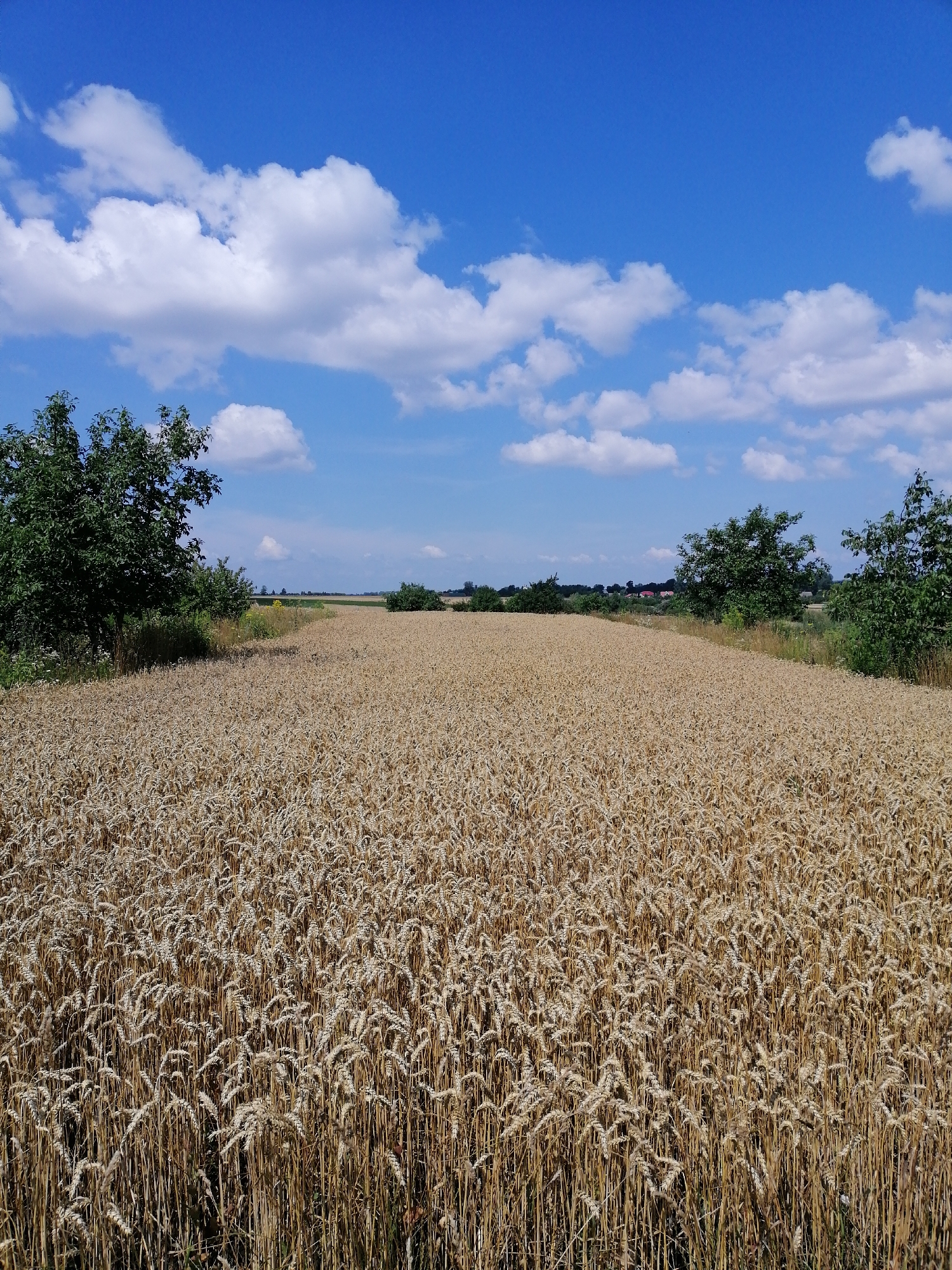 A wide-angle, eye-level outdoor photograph captures a field of ripe wheat under a bright blue sky dotted with fluffy white clouds. The wheat field dominates the lower two-thirds of the image, its golden stalks stretching towards the horizon. The wheat appears to be ready for harvest. On the left side of the image, a mature tree with dark green foliage stands near the edge of the wheat field. Another tree, also with green leaves, is visible in the background on the right side, positioned further back from the field. In the far distance, a cluster of buildings, possibly houses or farm structures, are visible on a slight rise, partially obscured by trees and vegetation. The overall impression is one of a rural landscape in Ukraine, likely in the vicinity of Mali Kuskivtsi, during a sunny day.