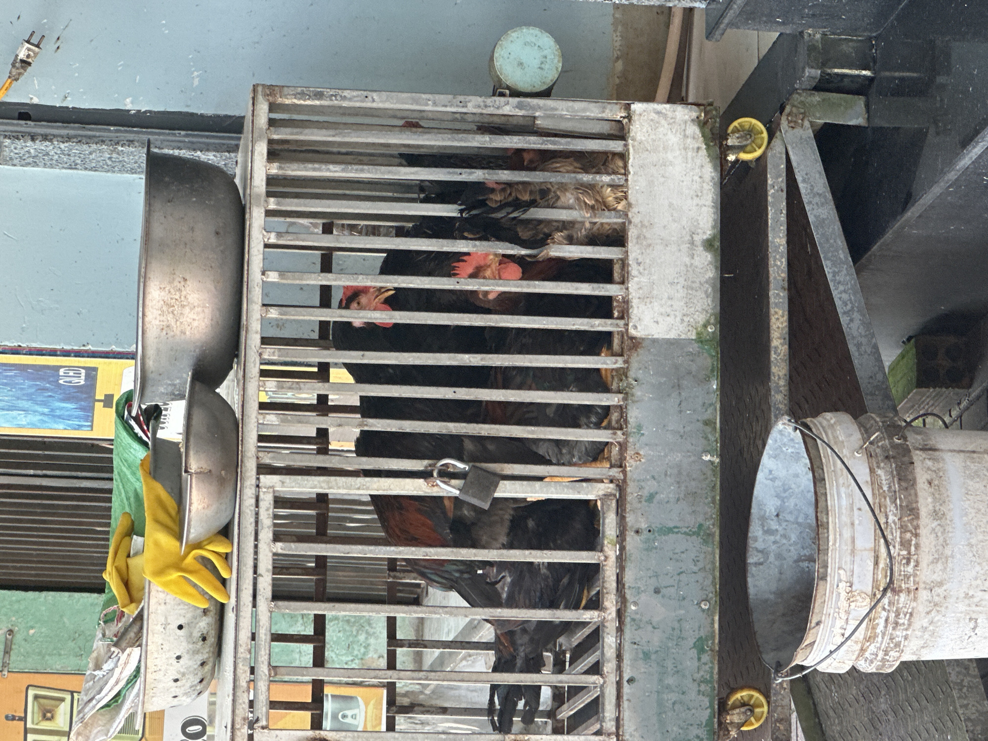 The image shows a metal cage containing several chickens, predominantly black with some reddish-brown feathers. The cage has vertical bars and a horizontal slatted floor. A small padlock secures the cage door. Above the cage, on a metal shelf, are several items including a white bowl with holes, yellow rubber gloves, and two metal bowls. In the foreground, a dirty white plastic bucket with a metal handle sits on a dark surface. The background includes a blue wall and a partial view of a structure with metal grates. The scene appears to be outdoors in a somewhat cluttered environment, possibly a market or a holding area for livestock.