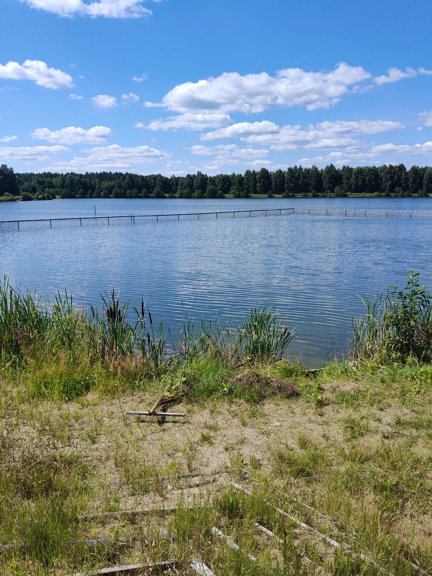 The image shows a natural landscape scene on a sunny day. The foreground consists of dry sandy ground covered with sparse green grass and some debris, including what appears to be pieces of PVC pipe and wooden planks. In the middle ground, reeds and tall green grasses grow along the edge of a calm blue lake. A thin wooden boom with posts extends across the water. The background features a dense line of green trees forming a forest that stretches horizontally across the horizon. Above the trees, a bright blue sky is filled with scattered white, fluffy clouds. The overall environment suggests a peaceful, undeveloped natural area. This scene is located in Sosnovyy Bor, Russia.