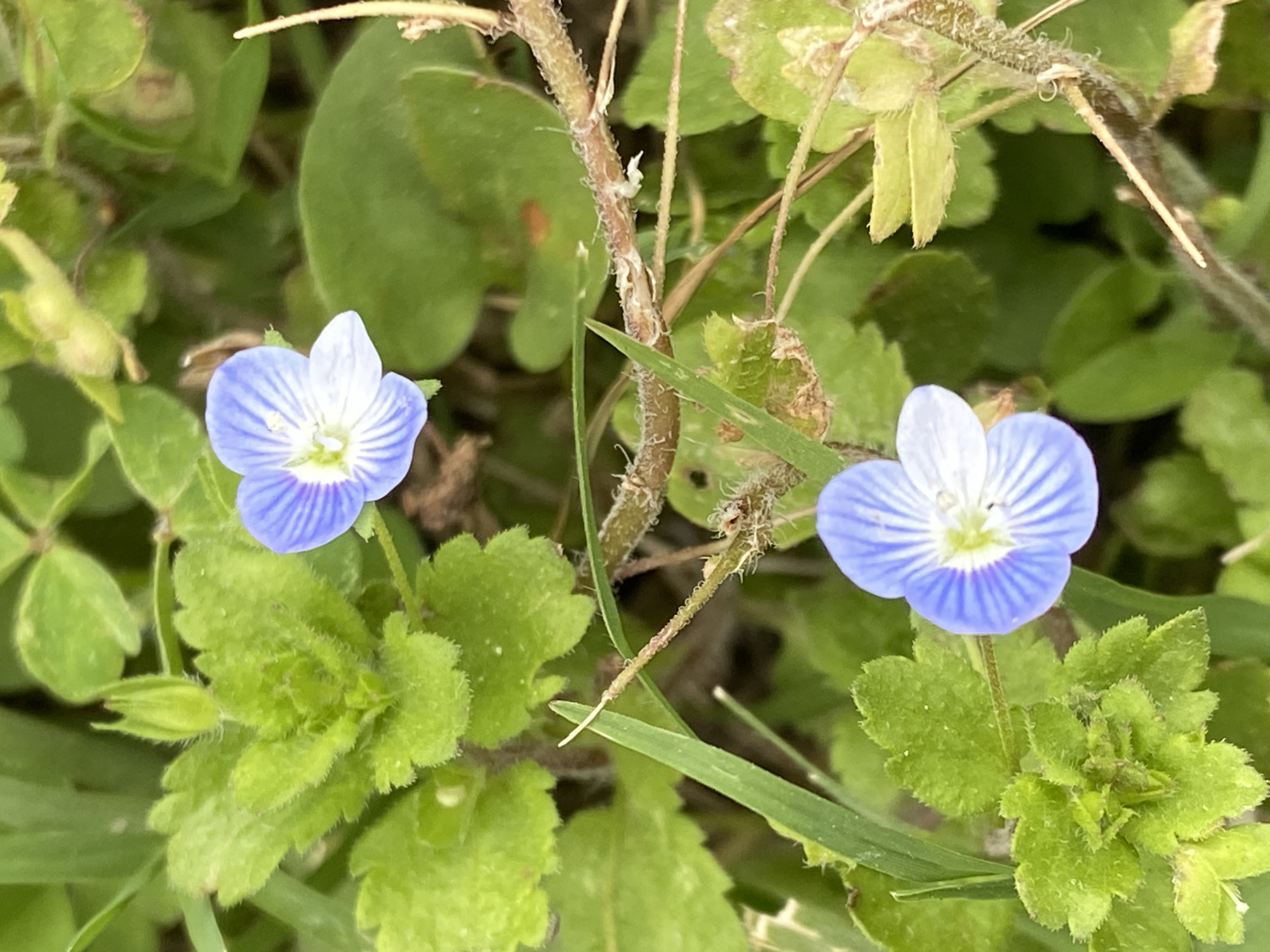 Two blue flowers with white accents are the central focus, surrounded by various green plants and grasses. A thin, tan stem with sparse hairs runs between the flowers. The environment appears to be a grassy area. There is no evidence of the image's location being Alanya, Turkey. No people, actions, or interactions are visible in the image.