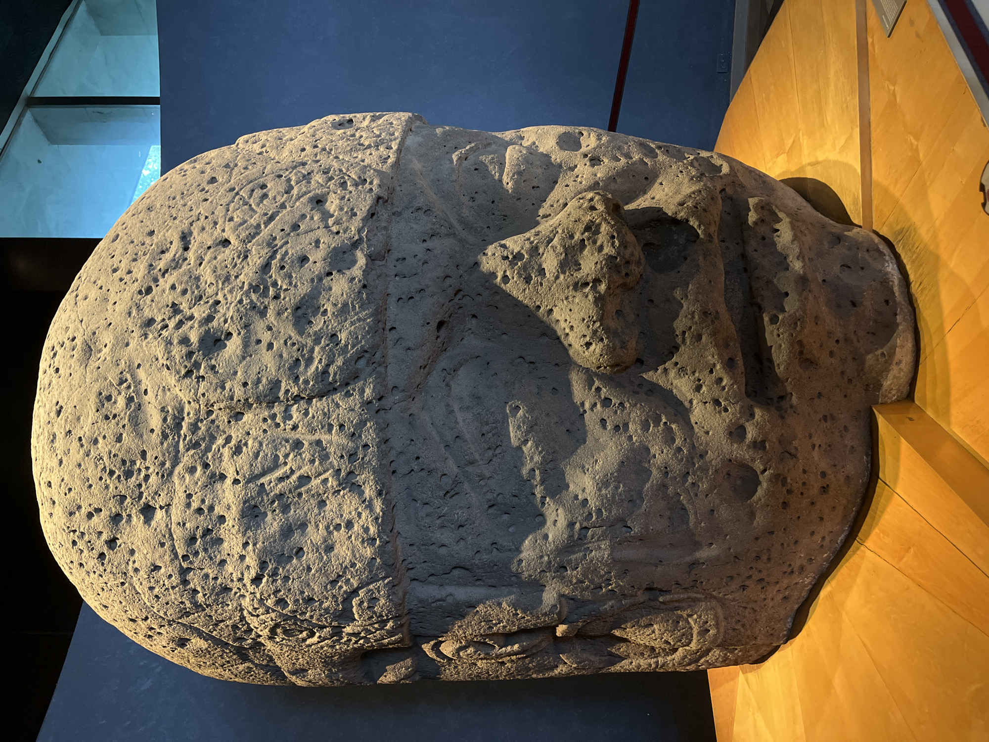 The image shows a close-up of a massive stone head, likely an Olmec colossal head, displayed in a museum. The sculpture is made of rough-hewn stone, with visible pitting and texture across its surface, giving it a weathered appearance. The head is oriented slightly to the right, with its features — a broad nose, full lips, and deeply set eyes — prominently displayed. The top of the head appears rounded and possibly bears carvings or wear patterns. The sculpture rests on a polished wooden platform, which is illuminated from above, casting shadows on the stone. The background is a muted blue wall, and a glimpse of a modern architectural interior with glass windows is visible in the upper right corner. A thin red cable runs horizontally behind the sculpture. This artifact is likely on display at the National Museum of Anthropology in Mexico City, Mexico, a renowned institution housing a vast collection of pre-Hispanic artifacts.