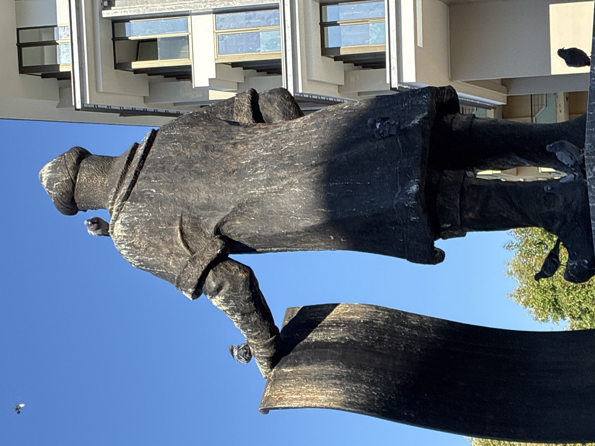 The image shows a bronze statue of a man in historical attire, possibly a scholar or a ruler, holding a scroll. The statue is positioned in front of a modern white building with multiple windows. Several pigeons are perched on the statue and in the foreground. One pigeon is on the statue's head, another on its shoulder, and a third on the scroll it holds. In the lower part of the image, more pigeons are seen on the base of the statue. A fourth pigeon is in flight in the upper left corner. The sky is clear blue. The statue is likely located in Alanya, Turkey, given the style of the building and the prevalence of pigeons in public spaces in Turkish cities. The overall scene suggests an outdoor urban environment.