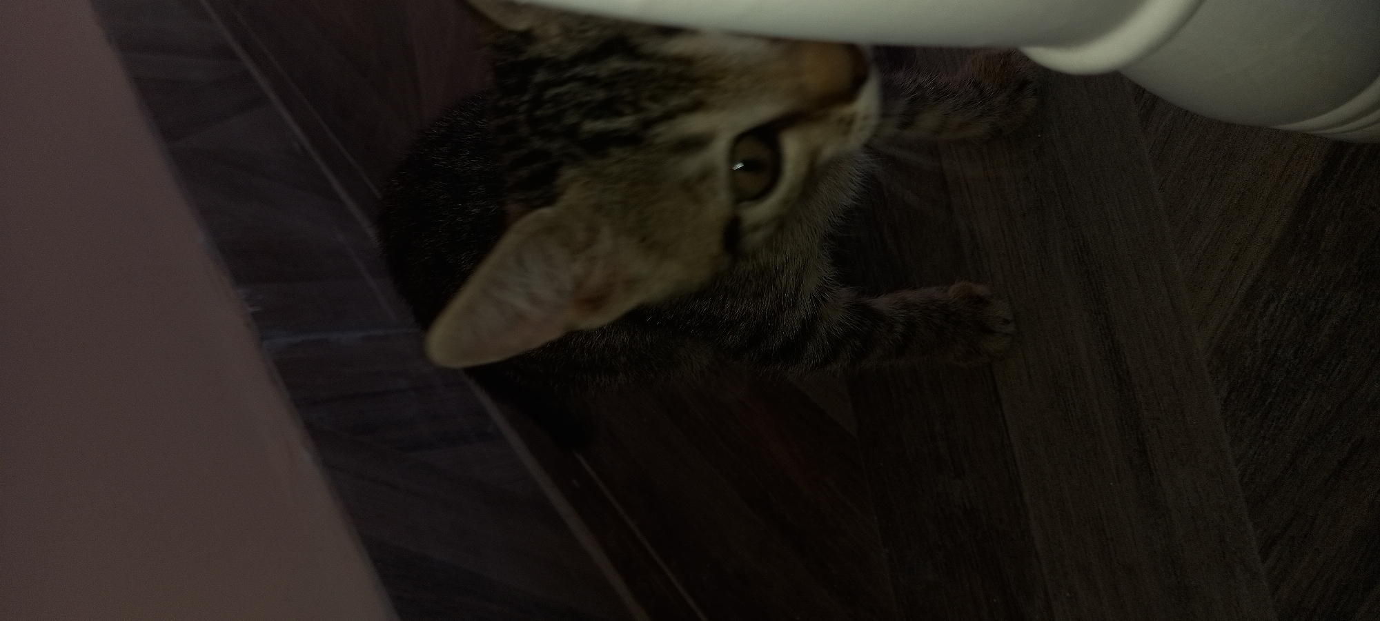 A tabby kitten is shown in a dimly lit room, possibly a home, with dark wooden flooring. The kitten is facing the camera, with its left eye clearly visible and reflecting light. Its fur is striped in shades of brown and black. The kitten is positioned on the floor, with its front paws visible. To the right of the kitten, a portion of a white cylindrical object, possibly a piece of furniture or a decor item, is visible. The background consists of a wall with a striped pattern, possibly wallpaper or tile, and a baseboard. The overall lighting suggests it is indoors and potentially nighttime or a room with limited natural light. There is no discernible indication of the specific location within the city of Çatalca, Turkey.