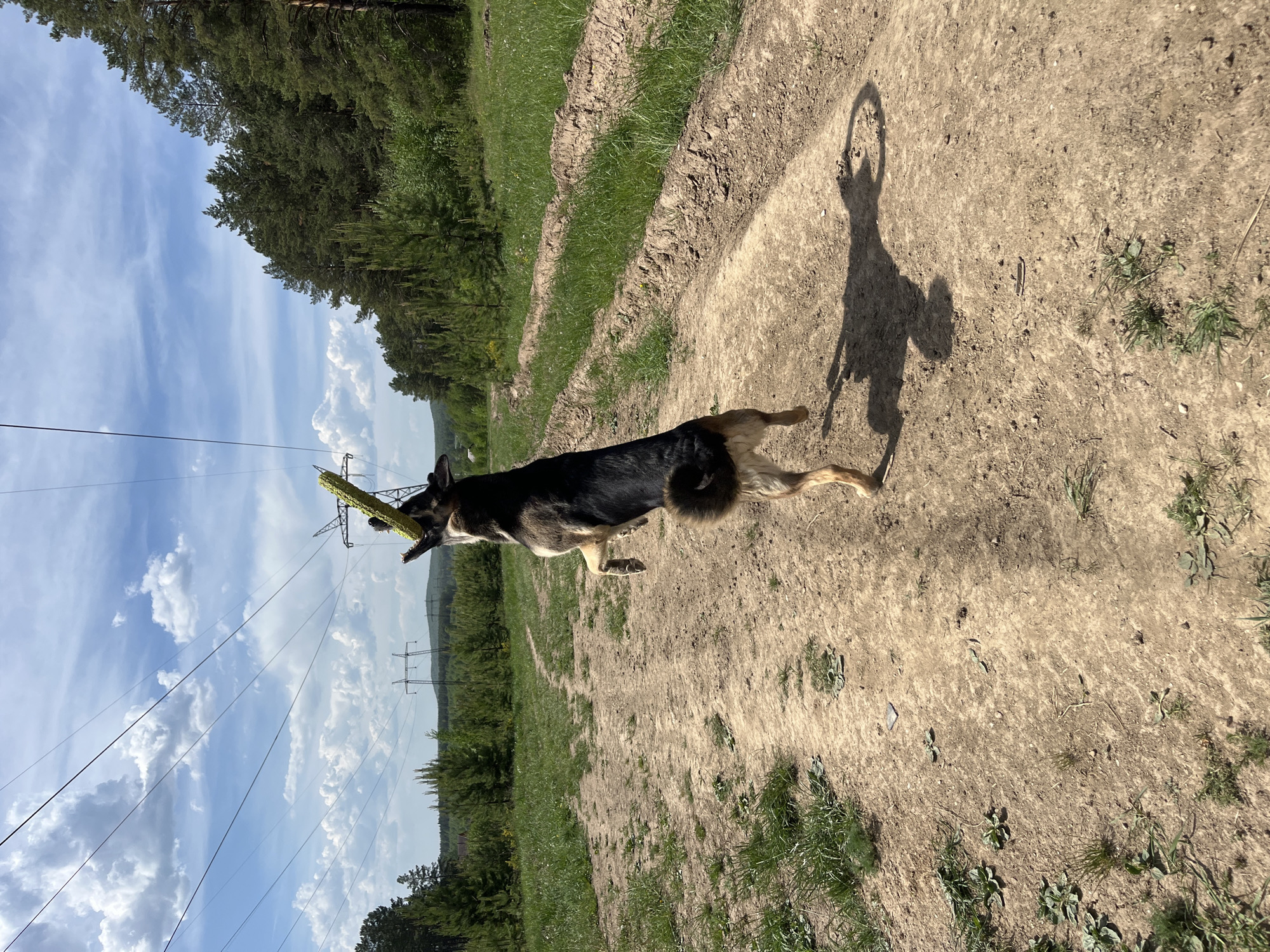 A medium, landscape-oriented, outdoor shot shows a German Shepherd dog in motion, carrying a yellow object in its mouth, along a dirt path. The dog is running from left to right. The path is light brown and has patches of green vegetation. The dog's shadow is visible on the path. In the background, there is a line of trees and a blue sky with white clouds. Overhead power lines are visible. The image appears to be taken near Nizhny Tagil, Russia, based on the landscape and power line infrastructure.