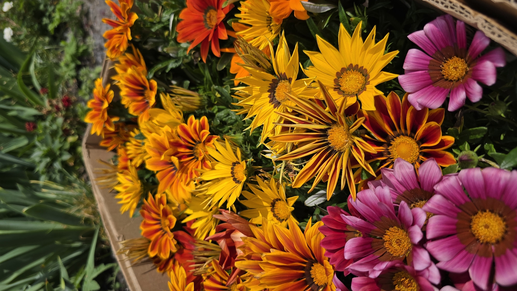 The image displays a dense arrangement of blooming Gazania flowers, characterized by their vivid coloration. The flowers exhibit a primary palette of yellow, various shades of orange, and reddish-orange, with some individual blossoms showcasing bicolored petals (e.g., striped yellow and red/orange). In the lower left and bottom right sections of the frame, several flowers feature prominent fuchsia and magenta petals. The centers of most flowers are yellow or orange, often surrounded by a darker ring. The flowers appear to be contained within the raised edges of cardboard boxes or nursery flats, visible at the top left and bottom right. The background is an out-of-focus expanse of green foliage, including tall, thin leaves and other leafy plants, suggesting an outdoor garden or nursery environment. Subtle, blurred red flowers are also visible in the distant background. No people are present, and no specific actions are depicted. The scene is illuminated by bright, natural daylight. The image content does not contain any discernible landmarks or specific visual identifiers to confirm a location in the city of Kyiv, Ukraine.