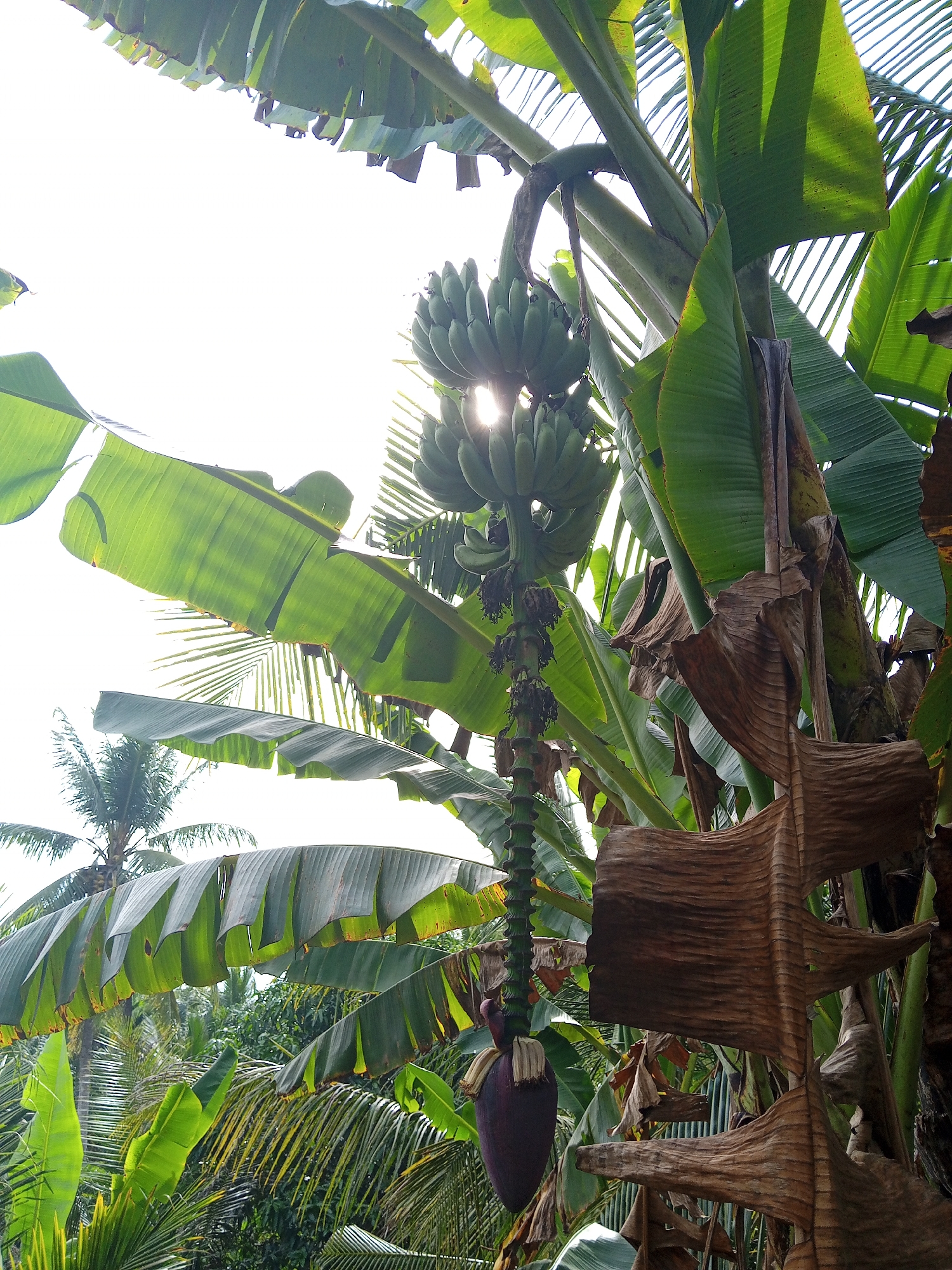The image displays a close-up, eye-level perspective of a banana plant in Palohigeuh, Indonesia, under bright daylight conditions. A large bunch of green, unripe bananas hangs centrally from the upper portion of the frame, with direct sunlight causing a prominent lens flare and sunburst effect partially obscured by the fruit. Below the main banana bunch, a long, segmented stem extends downwards, culminating in a single, dark purple banana flower (also known as a banana heart). Large, vibrant green banana leaves dominate the foreground and midground, some exhibiting minor tattering along their edges. To the right of the central stalk, several dried, brown, and heavily textured banana leaves are visible. The background consists of additional tropical vegetation, including the fronds of a palm tree on the left and a dense canopy of green foliage in the lower-left and distant center. The sky is overexposed and appears as a bright white expanse. No human figures or animals are present within the scene.