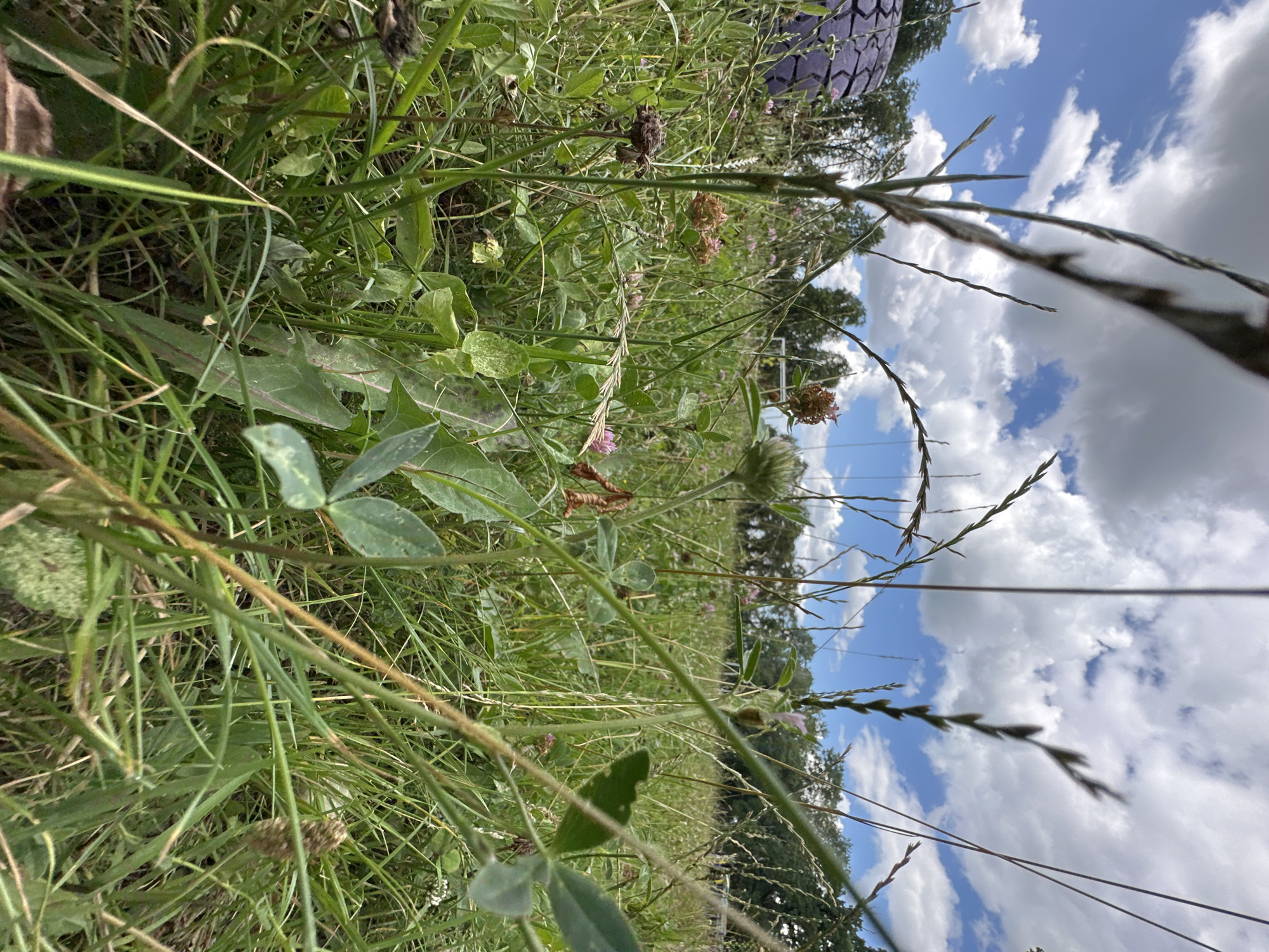 The image depicts a close-up view of a grassy field with various wildflowers and tall grasses in Makiv, Ukraine. The perspective is low to the ground, suggesting the camera is placed within the vegetation. In the background, a blurry purple object, possibly a tire, is visible on the left. Further back, a line of trees forms the horizon, under a partly cloudy blue sky. There are no people or animals visible in the frame. The overall impression is a natural, overgrown outdoor setting.