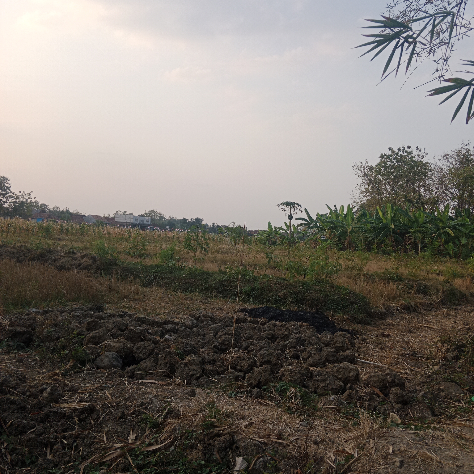 A landscape image depicts a rural scene in Tegowanu Kulon, Indonesia. The foreground is dominated by dark, tilled soil with some dry vegetation and small green plants. Beyond this, the land transitions to a field with dry grasses and scattered, small green plants. In the mid-ground, a line of young trees and bushes stretches across the scene. To the right, a dense cluster of banana trees is visible. In the background, a village with houses and buildings is situated, with a hazy, pale sky overhead. A few dark green bamboo leaves are visible in the upper right corner of the frame. There are no people or animals present in the image.
