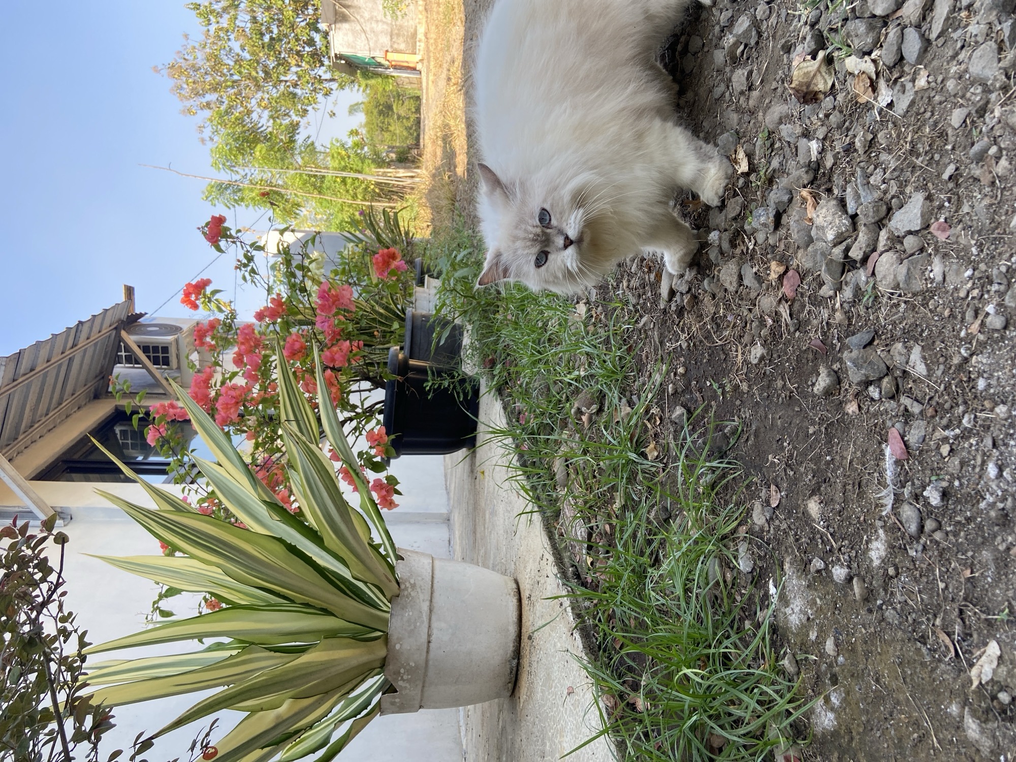 A long-haired white cat with blue eyes stands on a gravel path next to a row of potted plants. The cat is facing the camera and appears to be looking directly at the viewer. The plants include a variegated agave and bright pink bougainvillea. In the background, a white building with a corrugated metal roof is visible, along with trees and a clear blue sky. The scene appears to be an outdoor area in Margorejo, Indonesia, possibly a residential backyard or garden. The lighting suggests it is daytime, with sunlight casting shadows.