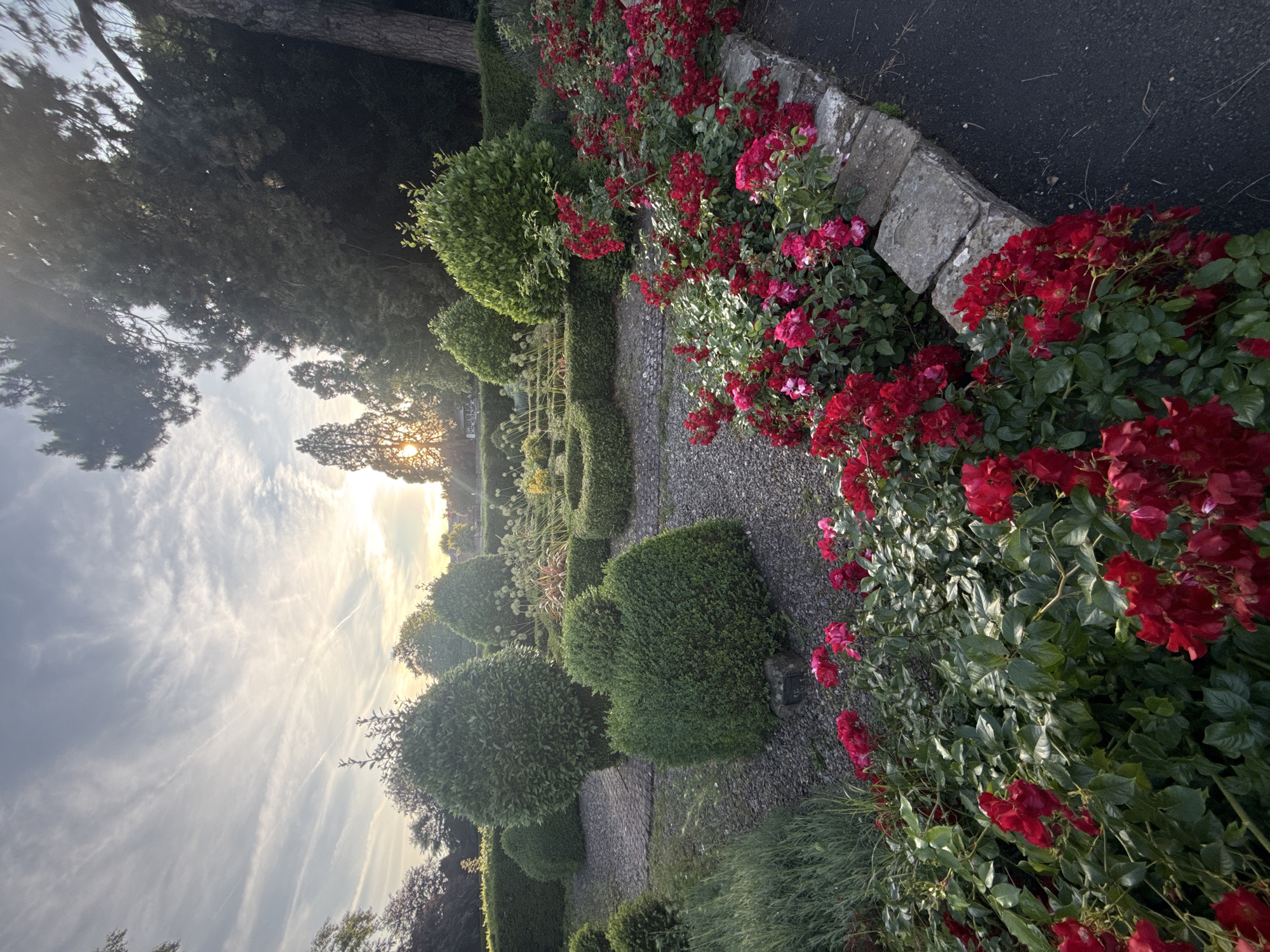 An eye-level, full outdoor shot captures a manicured garden bathed in the soft glow of the setting sun. The sky above is a canvas of pale blue, streaked with wispy white clouds that catch the light. The sun, partially obscured by trees, casts a warm, golden hue across the scene.
In the foreground, vibrant red roses bloom profusely, spilling over a low, grey stone wall that borders a dark asphalt path. The roses are densely packed, their petals a rich crimson, interspersed with deep green foliage. Behind the roses, a gravel pathway winds through the garden.
The mid-ground features meticulously shaped evergreen shrubs, some rounded and others conical, arranged in a formal garden design. These are interspersed with low, clipped hedges forming geometric patterns. Beyond these, more mature trees rise, their dark green leaves creating a dense canopy. In the distance, the soft silhouettes of buildings and more trees can be seen under the fading light.
The overall impression is one of tranquility and cultivated beauty, typical of a well-maintained garden in a suburban or park setting. The location is identified as Leominster, United Kingdom. There are no people or animals visible in the image. The focus is entirely on the natural and designed landscape.