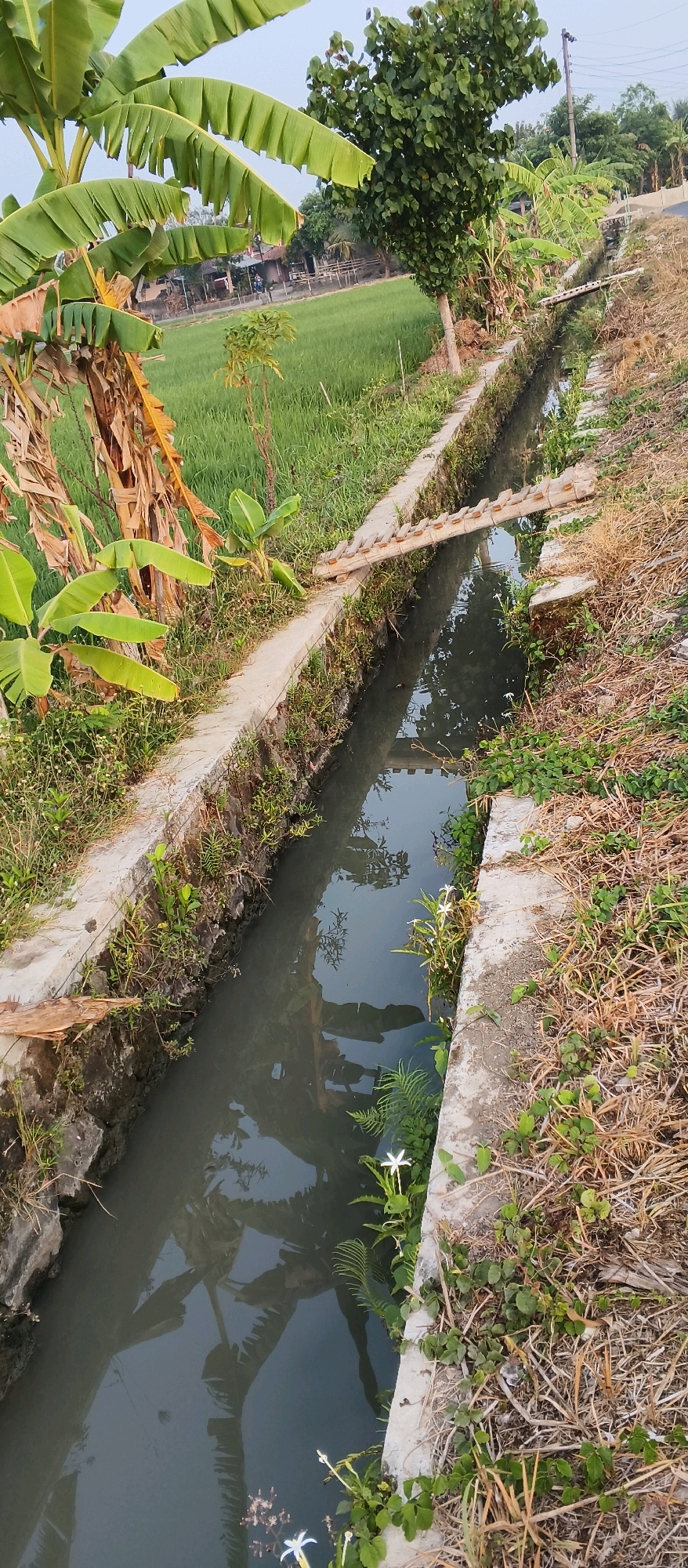 This image depicts a narrow, man-made canal running through a rural area, likely in Japanan, Indonesia. The canal's sides are lined with concrete, and lush green vegetation, including banana trees with large fronds, grows along the banks. In the background, a rice paddy stretches out, a common agricultural landscape in the region. A simple wooden plank bridge crosses the canal, suggesting a path or access route. The water in the canal is murky and reflects the surrounding trees and sky. Dry grass and small green plants are scattered on the dry banks of the canal. The overall scene conveys a sense of a tranquil, agricultural environment.