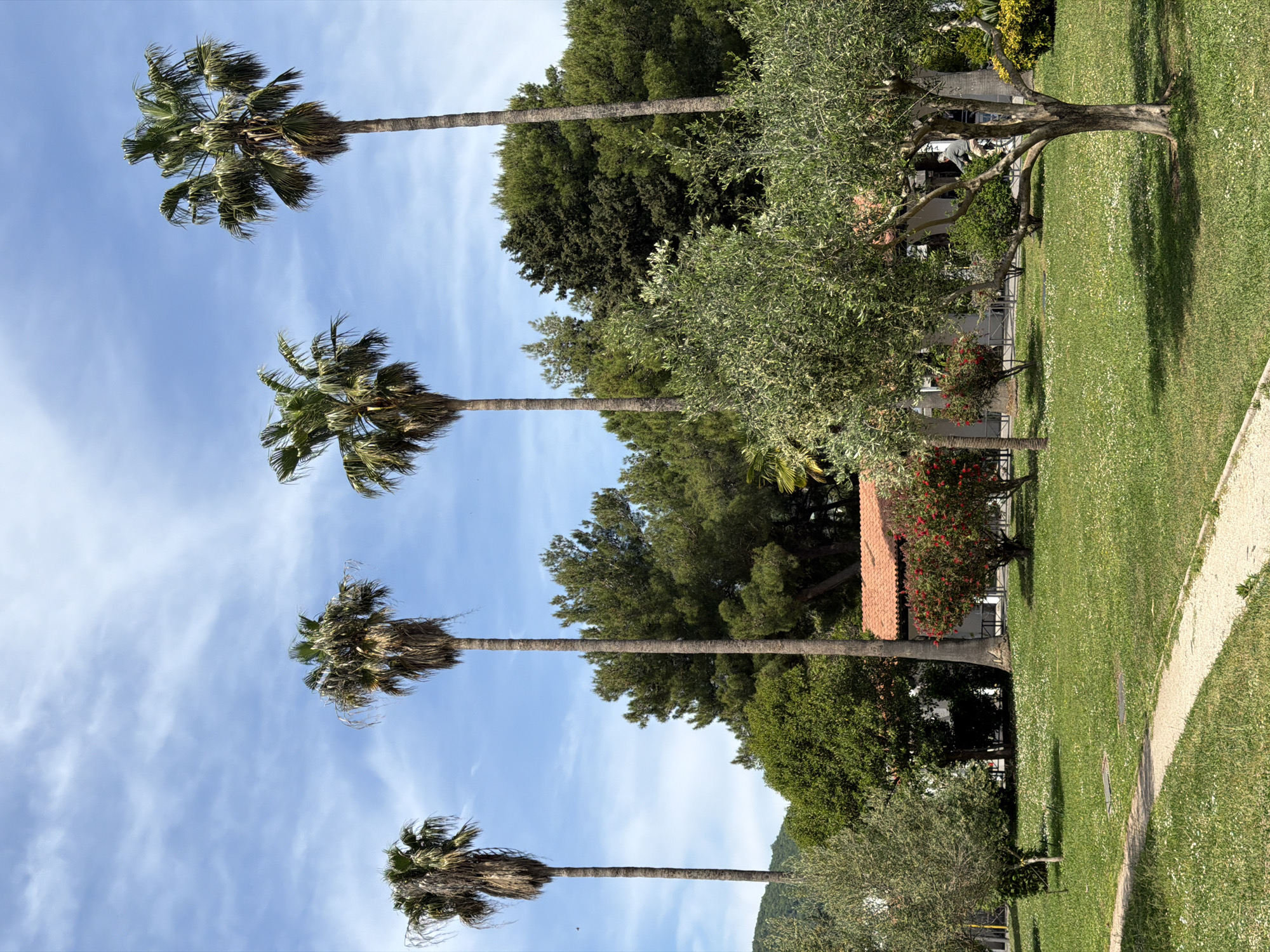 The image depicts a park-like setting with four tall palm trees aligned in a row, their trunks extending upward into a partly cloudy blue sky. The trees are situated adjacent to a lush green lawn dotted with small white flowers. A winding gravel path borders the lawn. Behind the palm trees and lawn, there's a mix of other trees and vegetation. There are also buildings visible partially obscured by the trees, including one with a red tile roof.
The location is likely in Budva, Montenegro, given the Mediterranean climate and landscaping. The scene evokes a tranquil and well-maintained public space. There are no people visible.