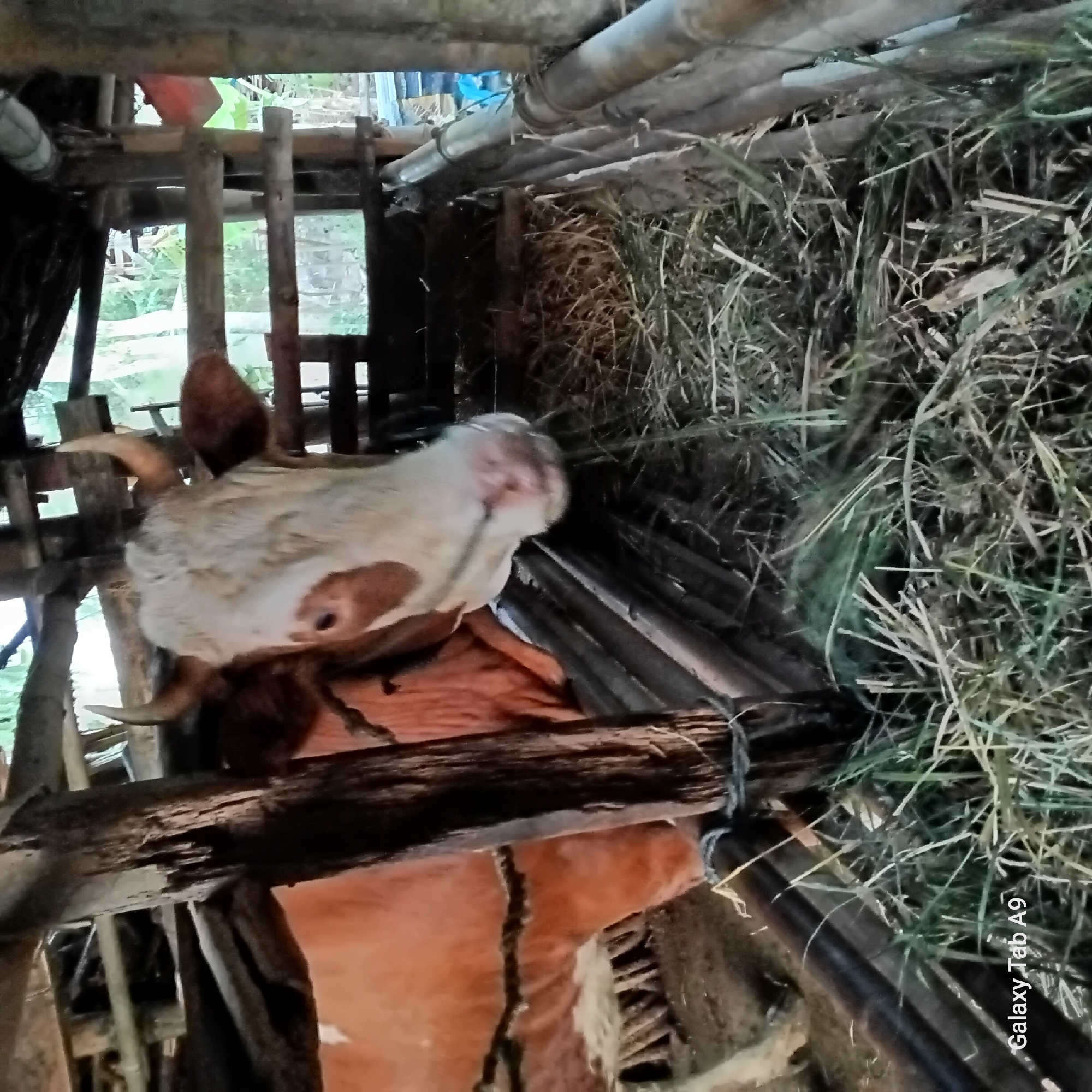 An orange and white cow is standing in a wooden enclosure filled with hay. The cow is facing the camera, with its head lowered to eat. The enclosure is made of rough-hewn wood and appears to be in a rural setting. The lighting suggests it is daytime, with natural light filtering into the enclosure. The scene is located in Trenggalek, Indonesia.