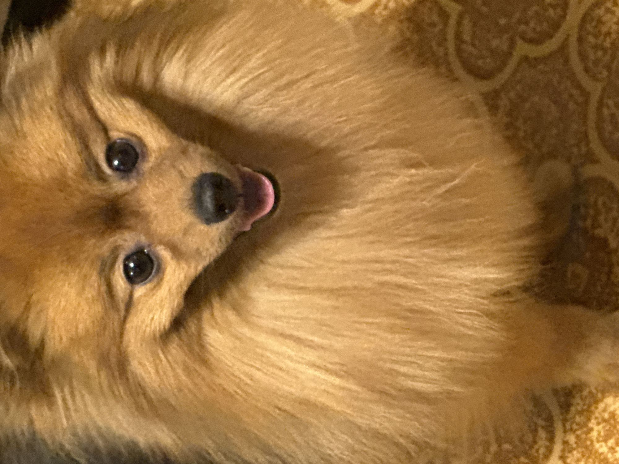 A close-up, slightly rotated image shows a fluffy, light brown Pomeranian dog. The dog is looking up at the camera with large, dark eyes. Its tongue is slightly visible, sticking out of its mouth. The dog's fur is long and soft, giving it a rounded, fluffy appearance. The background appears to be a patterned surface, possibly a bed or blanket, in shades of brown and gold. There is no indication of the city of Khimki, Russia, or any other location. There are no people visible in the image.