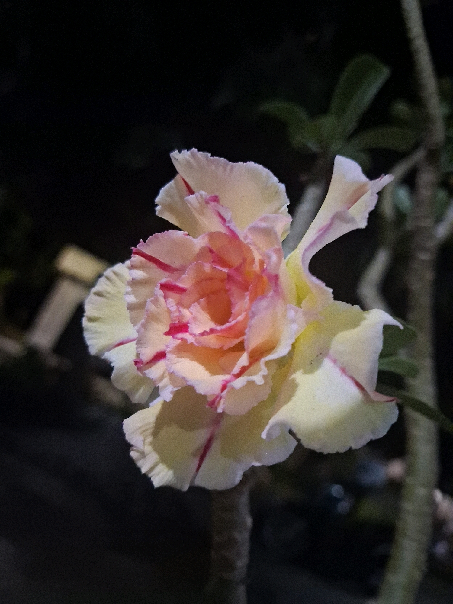 A close-up, low-light shot focuses on a blooming Adenium flower, likely located in Sidoharjo, Indonesia. The flower exhibits delicate, ruffled petals that transition from a pale yellow at the edges to a soft peach and pink near the center. Thin, crimson streaks adorn the petal edges, creating a vibrant contrast. The background is dark and out of focus, with hints of green foliage and tree trunks suggesting an outdoor setting, possibly a garden or yard in Sidoharjo. The lighting emphasizes the texture and form of the flower, creating a dramatic and intimate portrait.