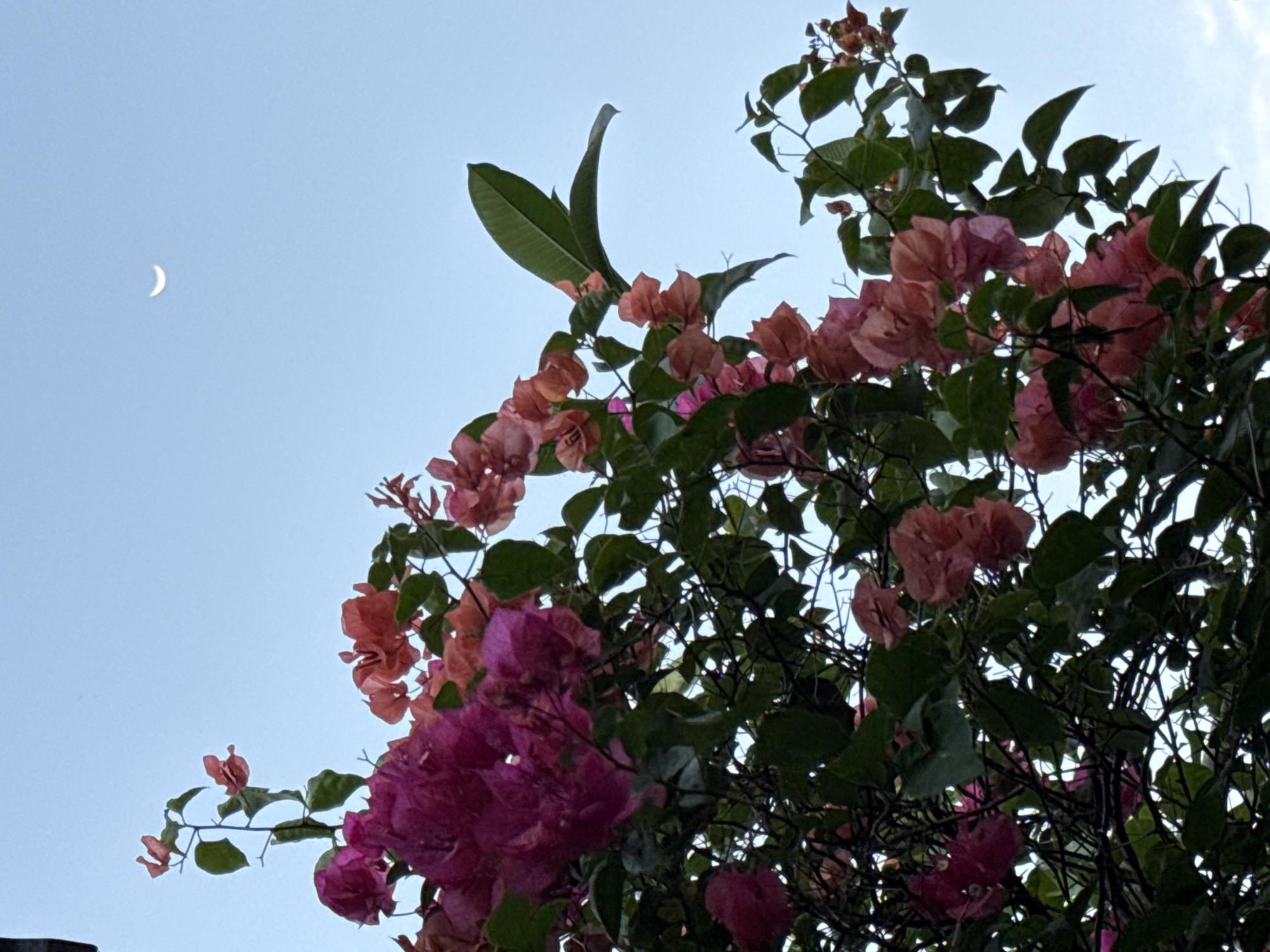 The image shows a close-up of bougainvillea flowers with a crescent moon in the sky. The flowers are in shades of pink and orange, with green leaves and dark branches. The sky is a pale blue, indicating it is either dawn or dusk. The image does not provide any information about the location in Denpasar, Indonesia, or the presence of people, actions, or interactions.