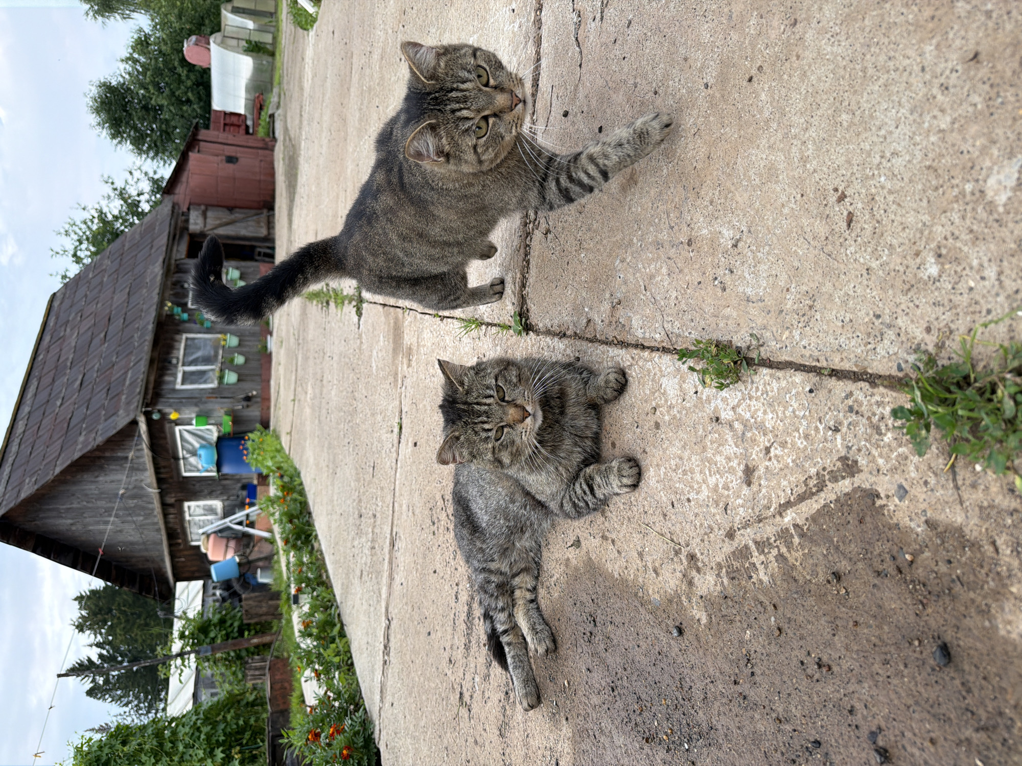 A domestic tabby cat with grey and black fur is lying on a cracked concrete path in front of a rustic wooden building in Чайковская, Russia. The cat is facing the camera with its head slightly turned, and its paws are tucked underneath its body. Another tabby cat is walking on the path to the right of the first cat, its body angled towards the camera and its tail held upright. The building behind the cats is weathered and appears to be a barn or shed, with a dark metal roof and wooden walls. There are some green bushes and trees in the background, as well as a greenhouse to the right of the building. The sky is overcast.