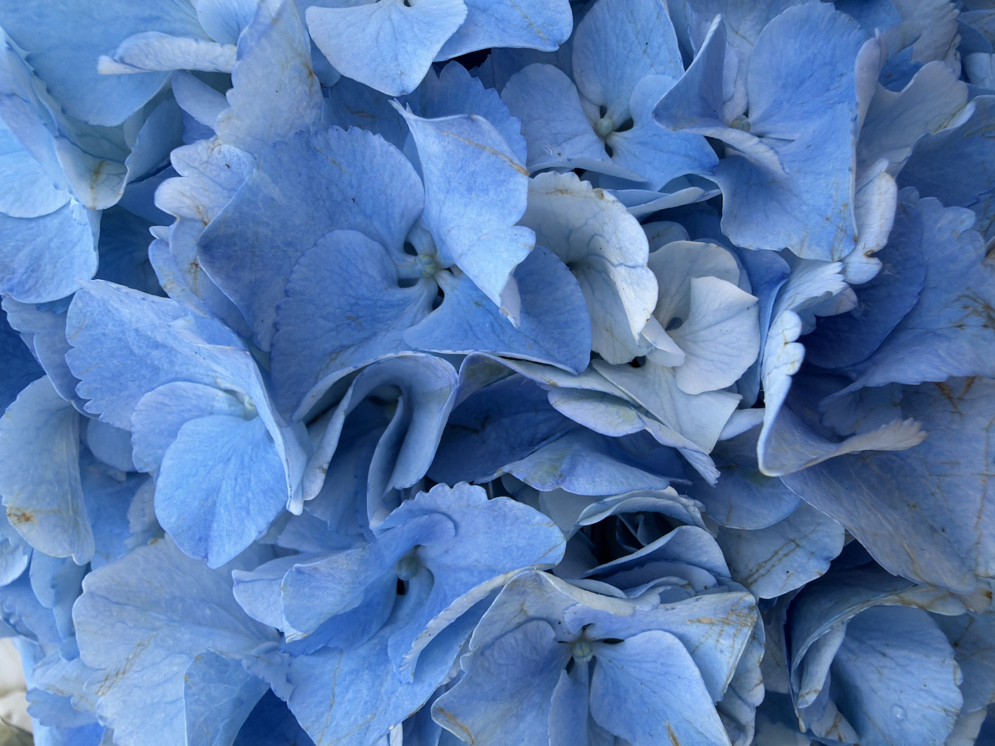 This is a close-up, overhead, macro photograph of a cluster of light blue hydrangea blossoms. The petals are layered and somewhat textured, with some showing hints of lighter blue and white. There are subtle brown markings and delicate veins visible on some of the petals. The focus is entirely on the flowers, creating a soft, slightly blurred background of more blossoms. The image does not contain any information about the location in Tel-Aviv, Israel, nor does it depict any people, actions, or interactions.
