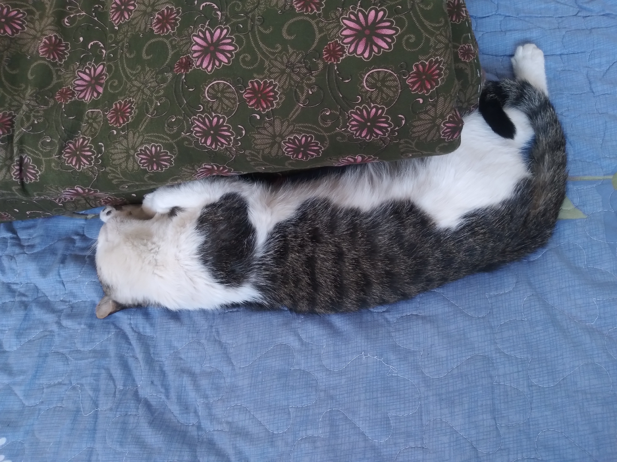 A domestic cat, predominantly white with patches of black and grey tabby markings, is sleeping on a blue quilted surface. The cat is positioned lengthwise, with its head tucked underneath a green pillow that features a floral pattern of pink and dark red flowers. The cat's body is elongated, and its tail is curled slightly. The scene appears to be indoors, on a bed or sofa, as indicated by the quilted fabric and the presence of a pillow. The location is not determinable from the image itself; therefore, it cannot be specified as being in the city of Baki, Uzbekistan.