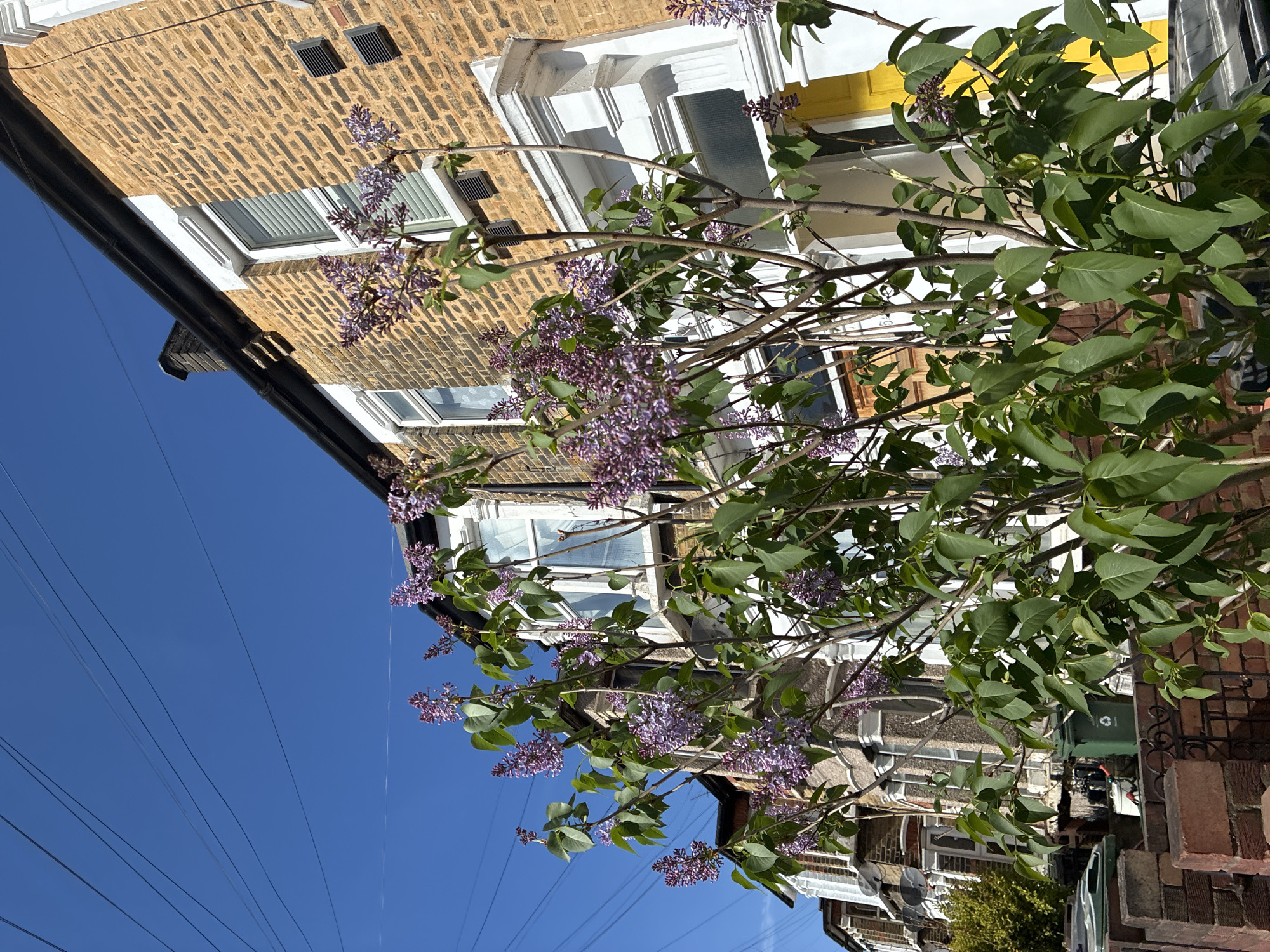 Here is a concise description of the image:
The image shows a residential street scene in London, UK on a sunny day. A blooming lilac bush is prominent in the foreground, partially obscuring a row of terraced houses. The houses are made of brick with a variety of window styles. Above the houses is a clear blue sky with electrical wires running across it.
