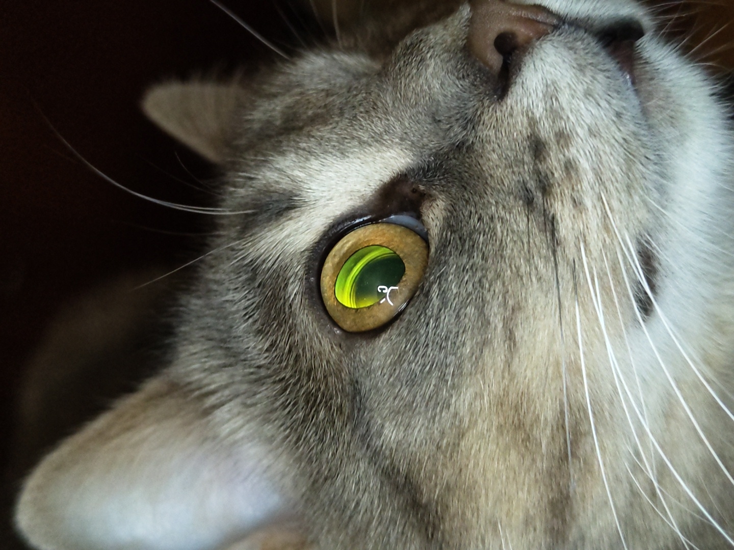 A close-up, eye-level shot focuses on the right eye and part of the face of a tabby cat. The cat has grey and brown striped fur, white whiskers, and a green-gold eye with a slit pupil. The eye reflects a bright green light, with a small, white, human-like figure visible in the reflection. The background is dark and out of focus. The image appears to be taken indoors, likely in a residential setting. There is no indication of the city or location.