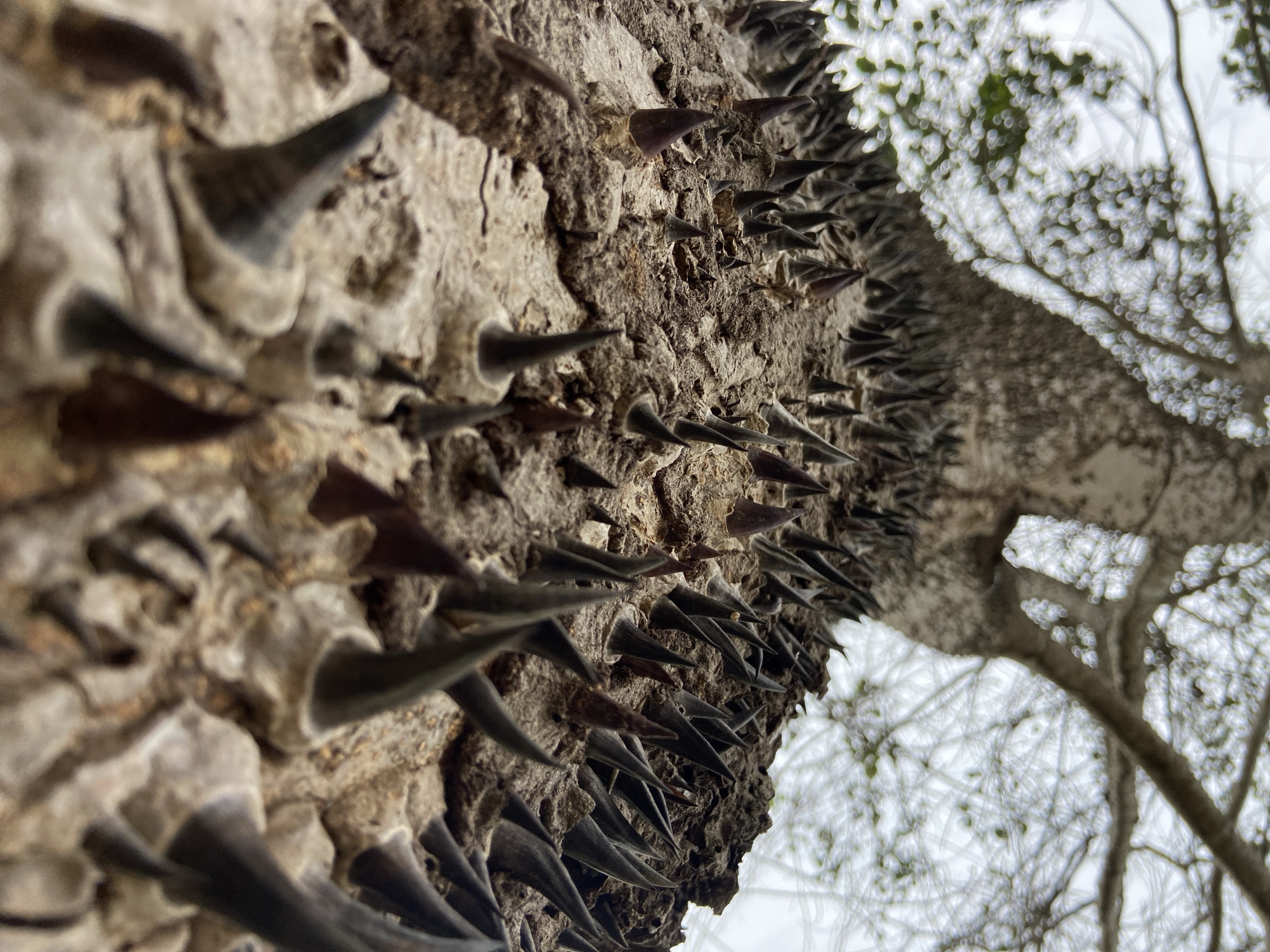 The image shows a close-up of a tree trunk with conical thorns covering its surface. The bark is rough and textured, with varying shades of gray and brown. The thorns are dark in color and densely packed, pointing outwards. In the background, out-of-focus tree branches are visible against a bright, overcast sky. This tree is located in Los Velásquez, Venezuela.