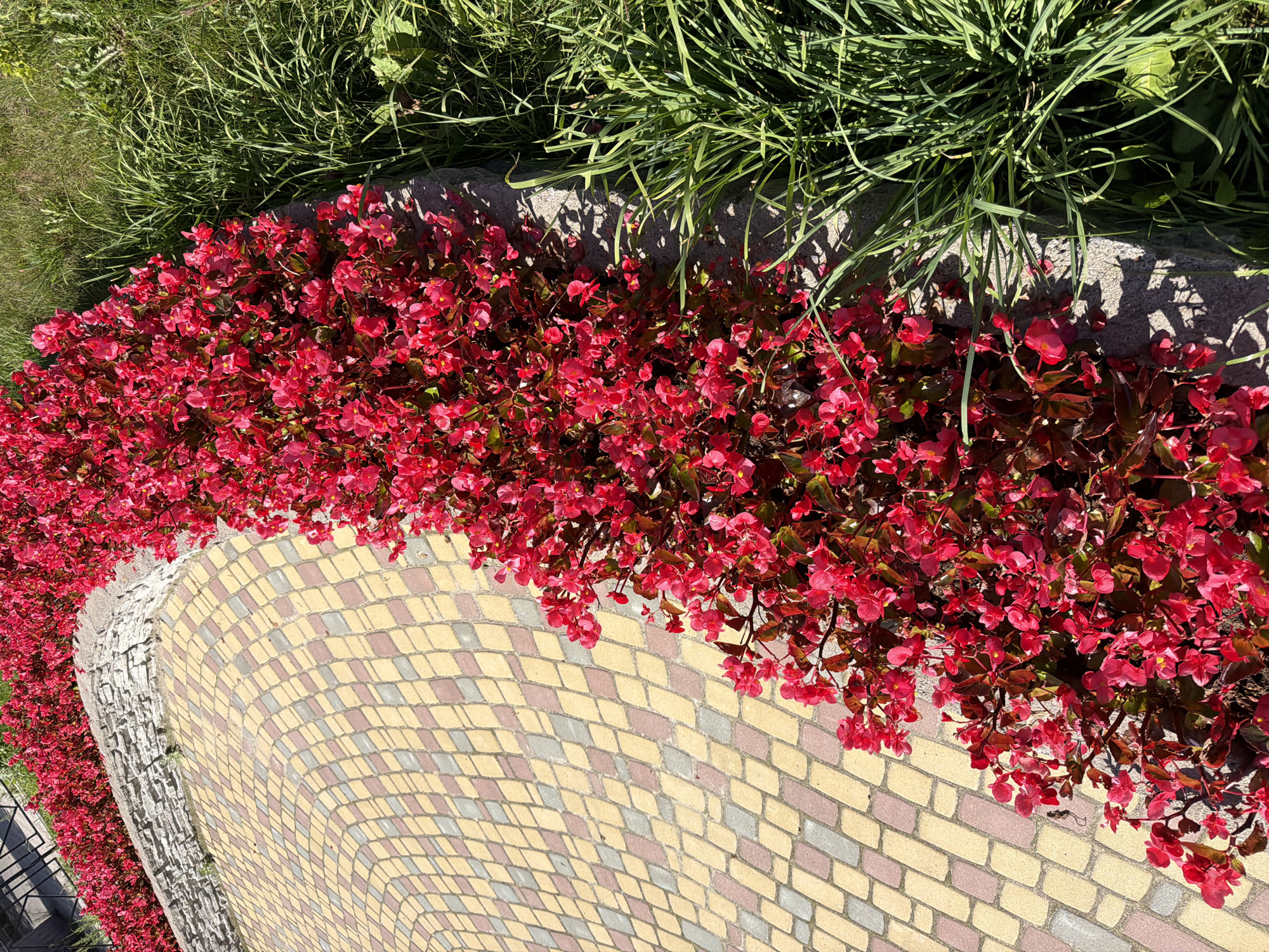 The image shows a paved walkway with a diamond pattern made of yellow and gray bricks. To the right of the walkway, a dense bed of vibrant red flowers is planted, bordered by a low stone wall. Beyond the flowers, a strip of lush green grass grows. The scene appears to be an outdoor public space, possibly a park or garden. The lighting suggests it is daytime. The provided location in Okha, Russia, indicates this is a scene from that city.