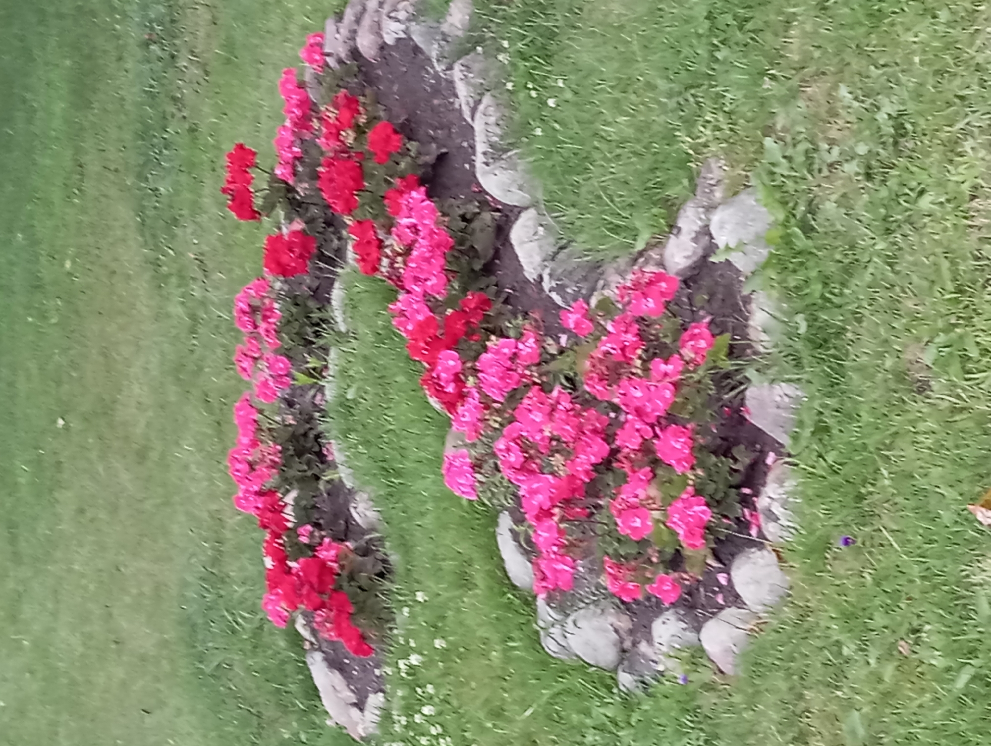 A semicircular flower bed with red and pink flowers is bordered by rocks and set in a grassy area. The flower bed is planted with two distinct colors of flowers; the inner curve is filled with bright pink flowers, and the outer curve is filled with deep red flowers. Small white wildflowers are scattered in the grass. The scene appears to be in a park or garden setting. No people are visible in the image. The image was taken in Białystok, Poland.