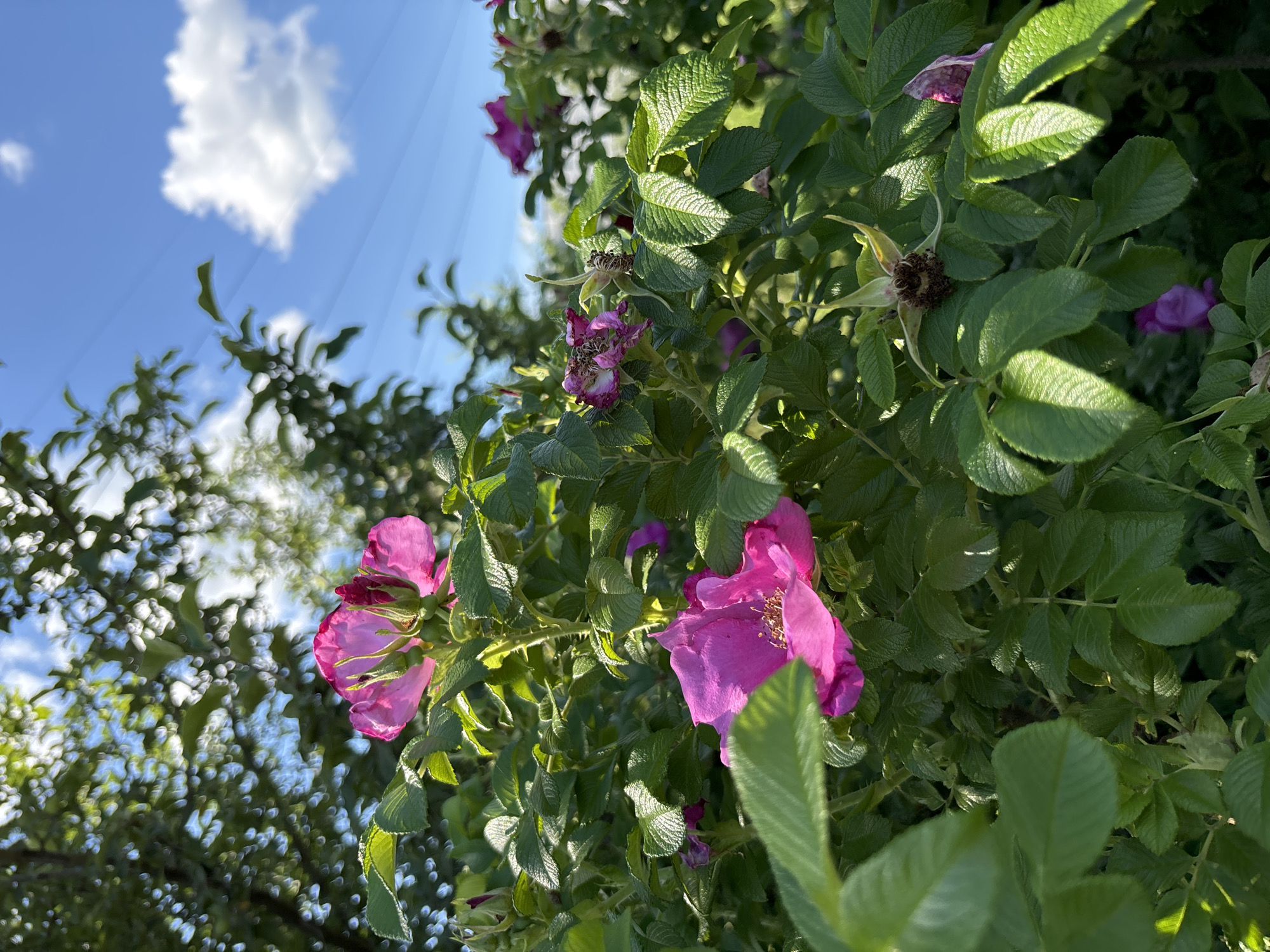 This is a close-up, eye-level, outdoor shot of a rosehip bush with bright pink flowers. The bush is dense with green leaves and some wilting flowers, along with seed pods. The background shows a bright blue sky with a fluffy white cloud and a tree with dappled sunlight filtering through its leaves. The image appears to have been taken in Chaikovsky, Russia, during daylight hours. There are no people or animals visible in the scene. The overall impression is one of natural beauty, possibly in a garden or park setting.
