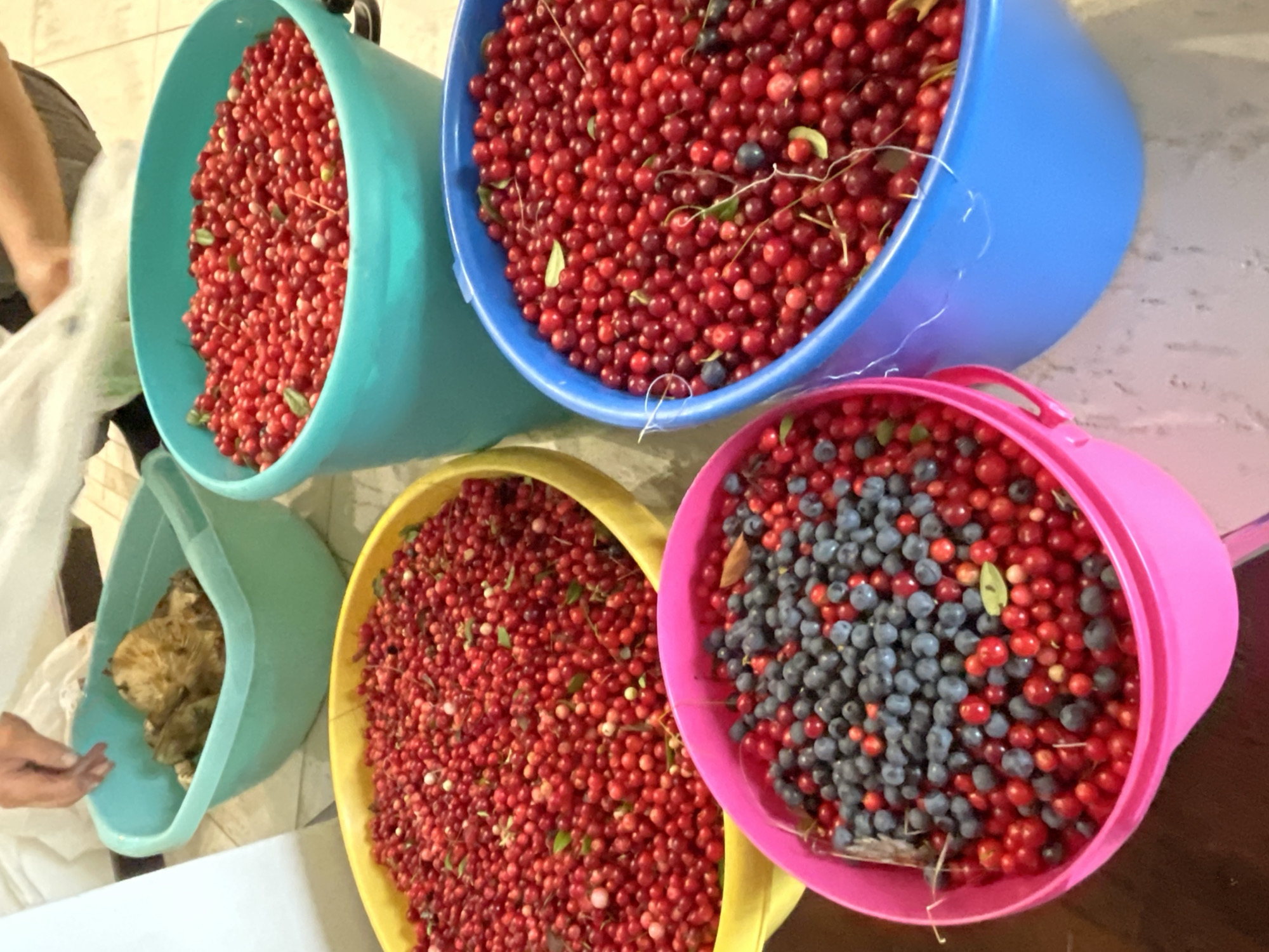 In an indoor setting, likely a kitchen or processing area, several large plastic buckets are filled with freshly harvested berries. A light green bucket in the background contains what appear to be mushrooms or possibly dried berries. In front of it, a yellow bucket overflows with small, red berries, possibly lingonberries or cranberries. To the right of the yellow bucket, a teal-colored bucket is also filled with the same type of red berries, with some green leaves interspersed. Further to the right and closer to the viewer, a bright blue bucket is packed with red berries. A pink bucket in the foreground contains a mix of the red berries and darker blue berries, likely blueberries. A person's hands are visible in the upper left, seemingly sorting or handling the contents of the light green bucket. The overall impression is one of food preparation or preservation of wild-harvested goods. The location is identified as Unknown, Russia.