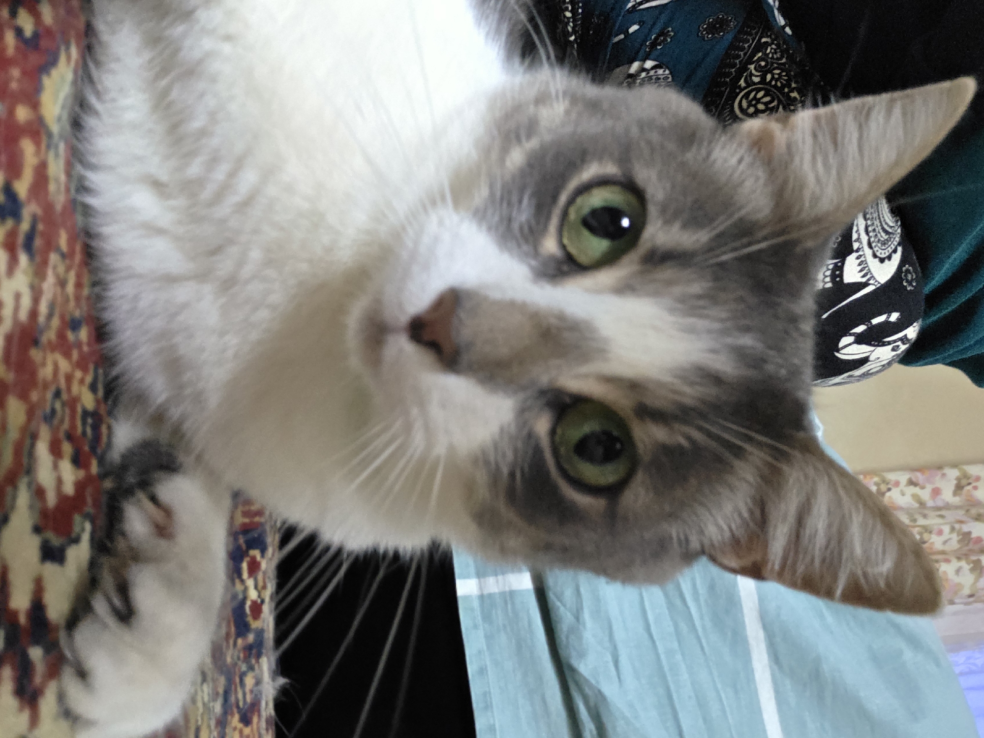 The image is a close-up shot of a grey and white cat with green eyes. The cat is lying down on a patterned rug. In the background, there is a blue textile and some fabric with an elephant pattern. The image does not provide any information about the city of Речицы, Russia.