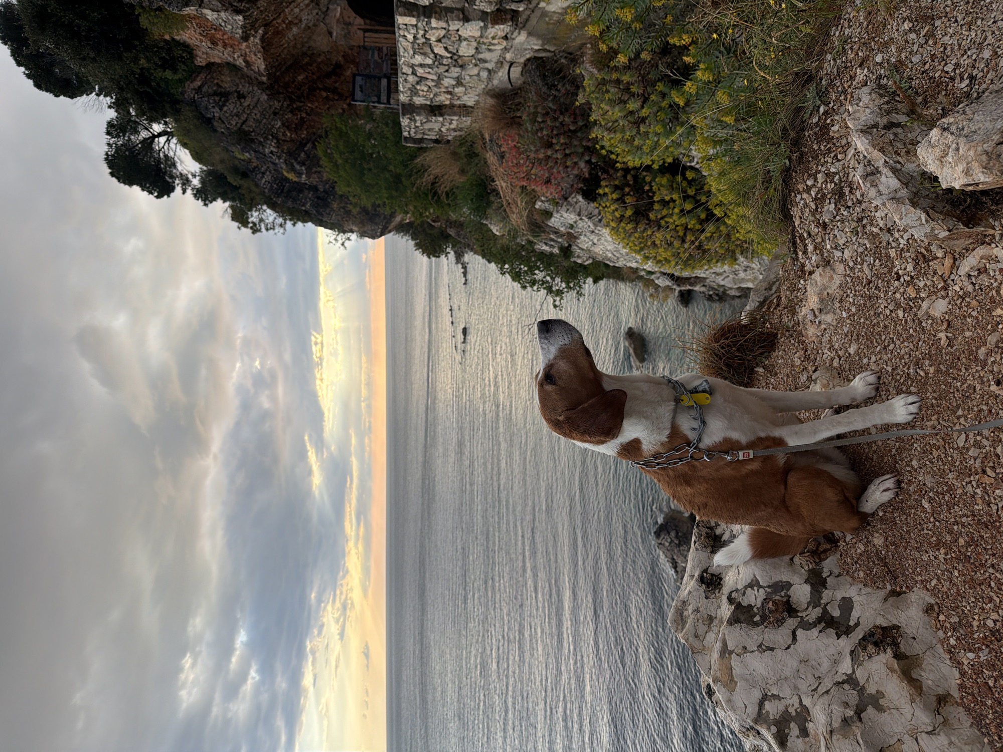 A brown and white dog sits attentively on a rocky cliffside, gazing out over a calm sea. The dog is positioned in the lower right of the frame, facing towards the horizon. It wears a chain collar with a yellow tag and a grey fabric leash, which has a small, unreadable red clip near the attachment point.
The vast expanse of the sea stretches horizontally across the image, meeting a partly cloudy sky where warm hues of orange and yellow indicate either a sunrise or sunset. The light is soft, suggesting late afternoon or early morning.
To the left of the dog, a steep, rugged cliff face is visible, covered in dense green and reddish-brown vegetation, including trees and various bushes. Higher up on this cliff, a stone building or structure can be partially seen, blending into the natural surroundings. A small, rectangular sign is visible on the stone building but its text is unreadable. The immediate ground around the dog is composed of light-colored rocks and gravel.
The scene captures a peaceful coastal moment, likely in a Mediterranean-type environment such as Mirište, Montenegro, with the dog observing the tranquil seascape.