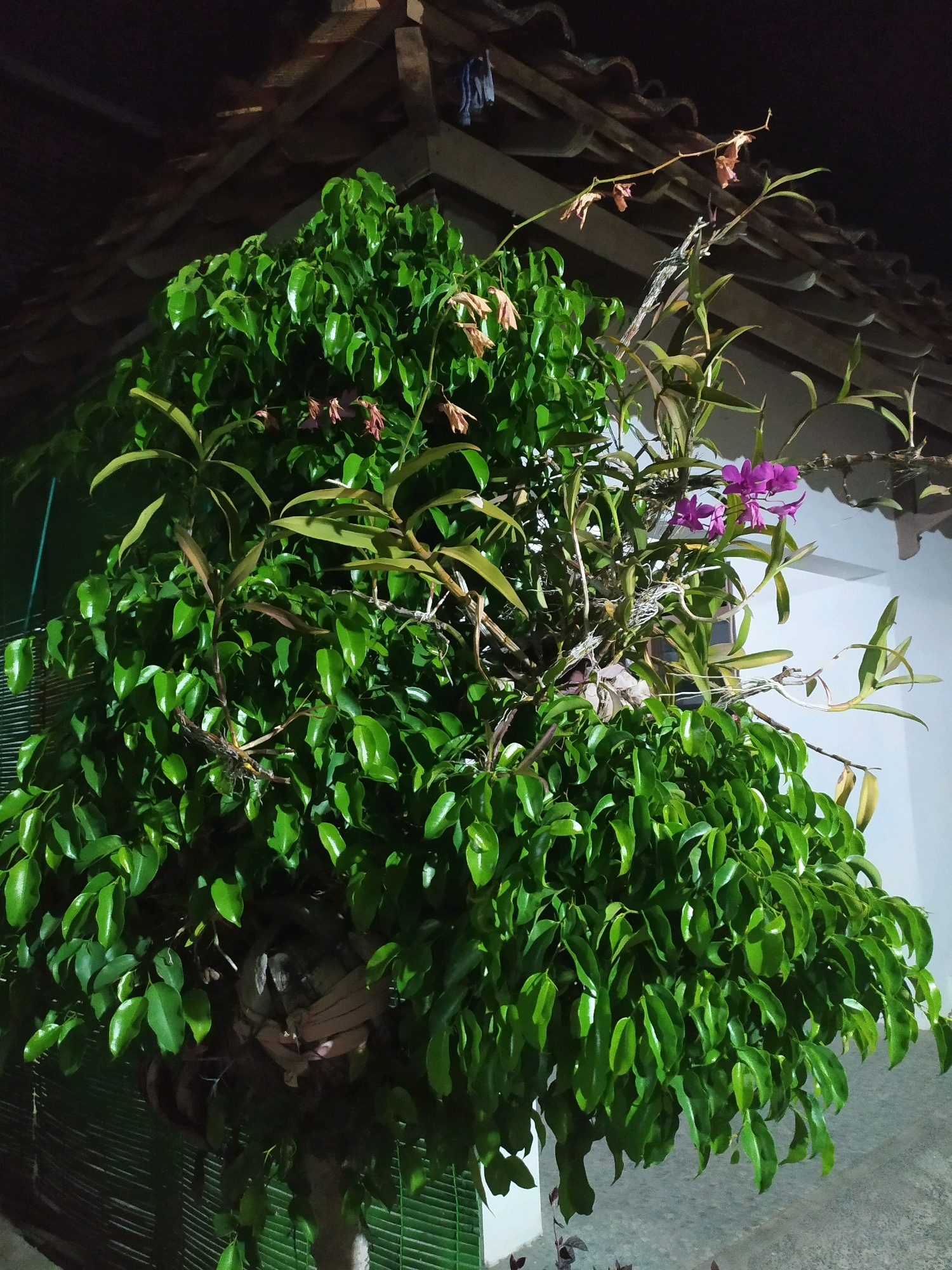The image captures an outdoor scene at night in Glagahwangi, Indonesia, focusing on a large, lush green plant with some orchids. The plant appears to be a Ficus, with dense foliage. Several orchid plants are growing among the Ficus branches, some with vibrant purple flowers, while others have withered or dried blooms. The background shows a portion of a tiled roof, suggesting a dwelling or structure. A white wall is visible to the right, partially illuminated. The overall lighting suggests artificial light sources, creating shadows and highlighting the plants. There are no people or animals visible in the frame. The scene is calm and still.