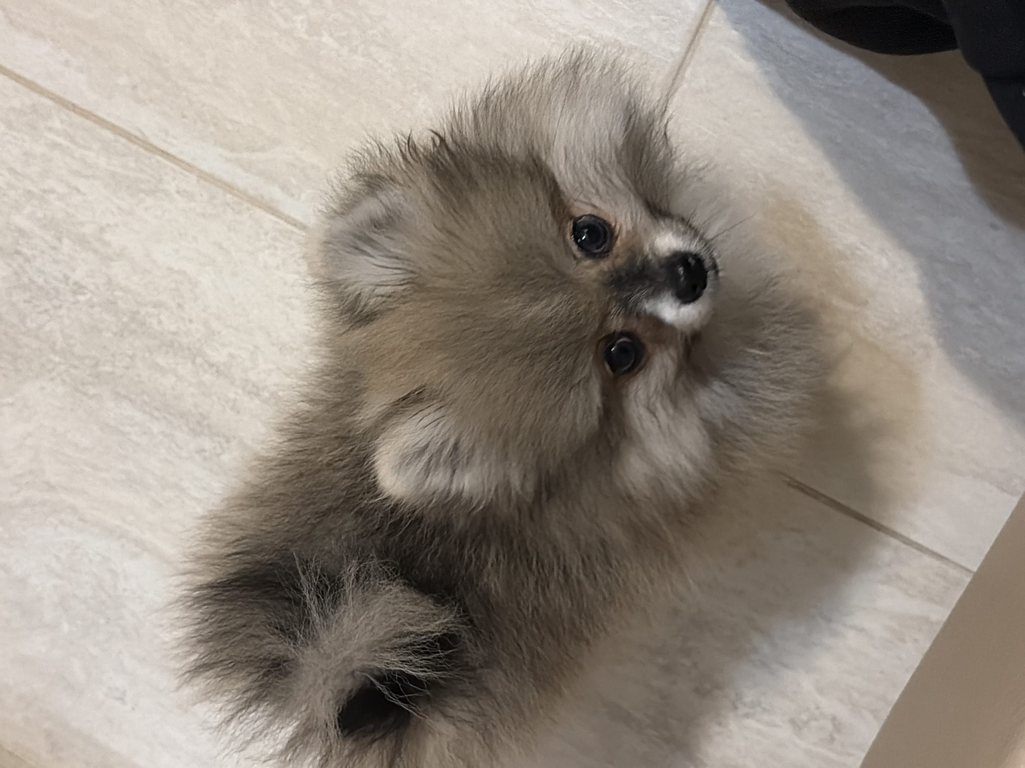 A small, fluffy Pomeranian puppy, exhibiting a mix of light brown, tan, and greyish fur, is depicted standing on a light beige tiled floor. The dog's dark, inquisitive eyes are directed upwards towards the viewer, with a distinct black nose and a small white patch on its muzzle. The fur around its head and body appears voluminous, consistent with the breed. The tiled floor displays faint grout lines, forming a grid pattern. A darker, indistinct shadow is cast across the lower right portion of the scene. A light-colored, linear object, possibly a baseboard or furniture edge, is partially visible in the bottom left corner. The scene is illuminated by soft, ambient light, suggesting an indoor setting within a residential or commercial property in Saint Petersburg, Russia.