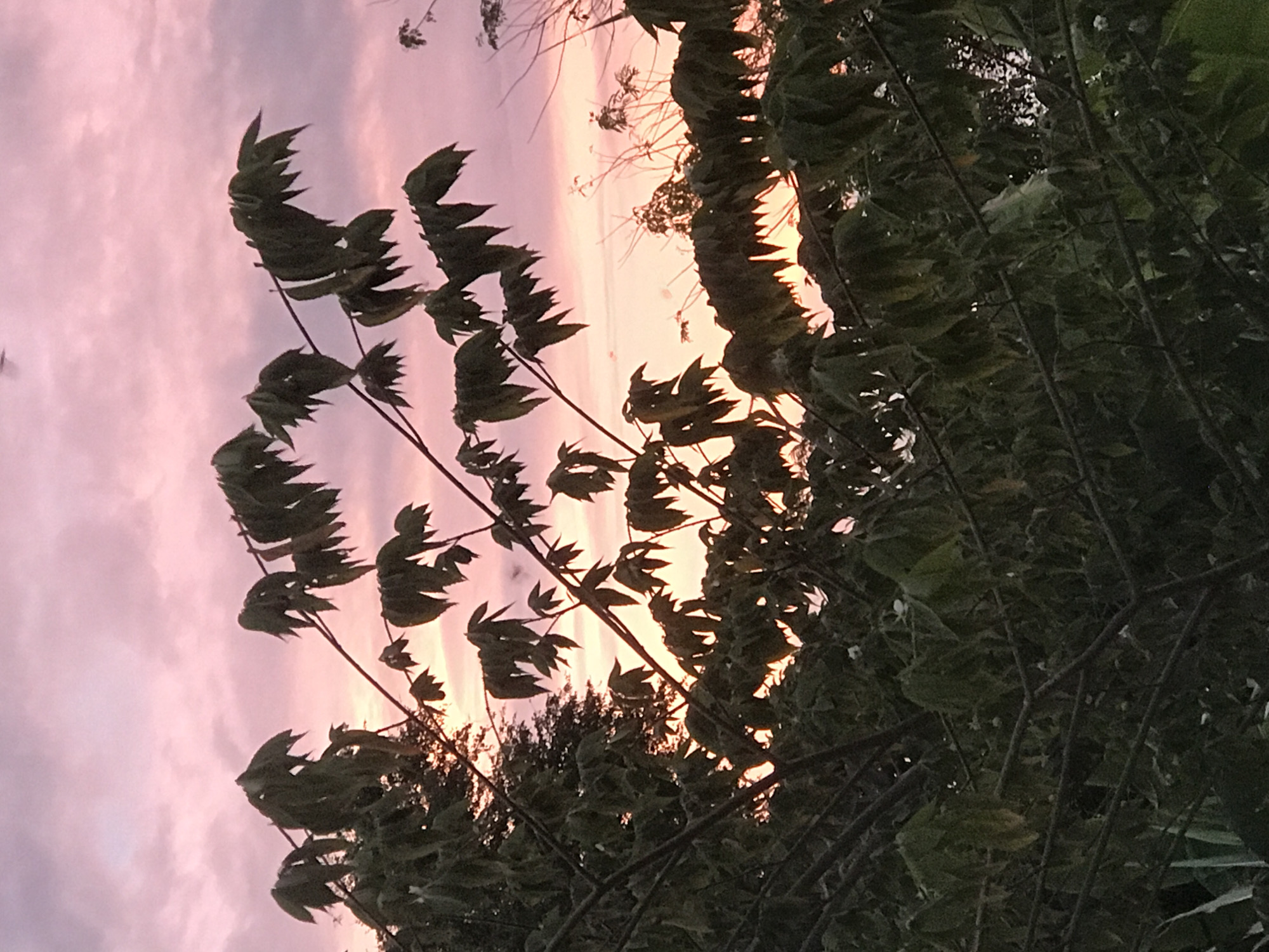 The image depicts a view through foliage towards a sunset sky. The location is unknown, but the request suggests the city of Lhokseumawe, Indonesia. Silhouetted tree branches and leaves are in the foreground and midground. The sky in the background displays hues of pink, orange, and purple, indicating sunset conditions. The leaves on the branches appear to be rustling, possibly in a breeze.