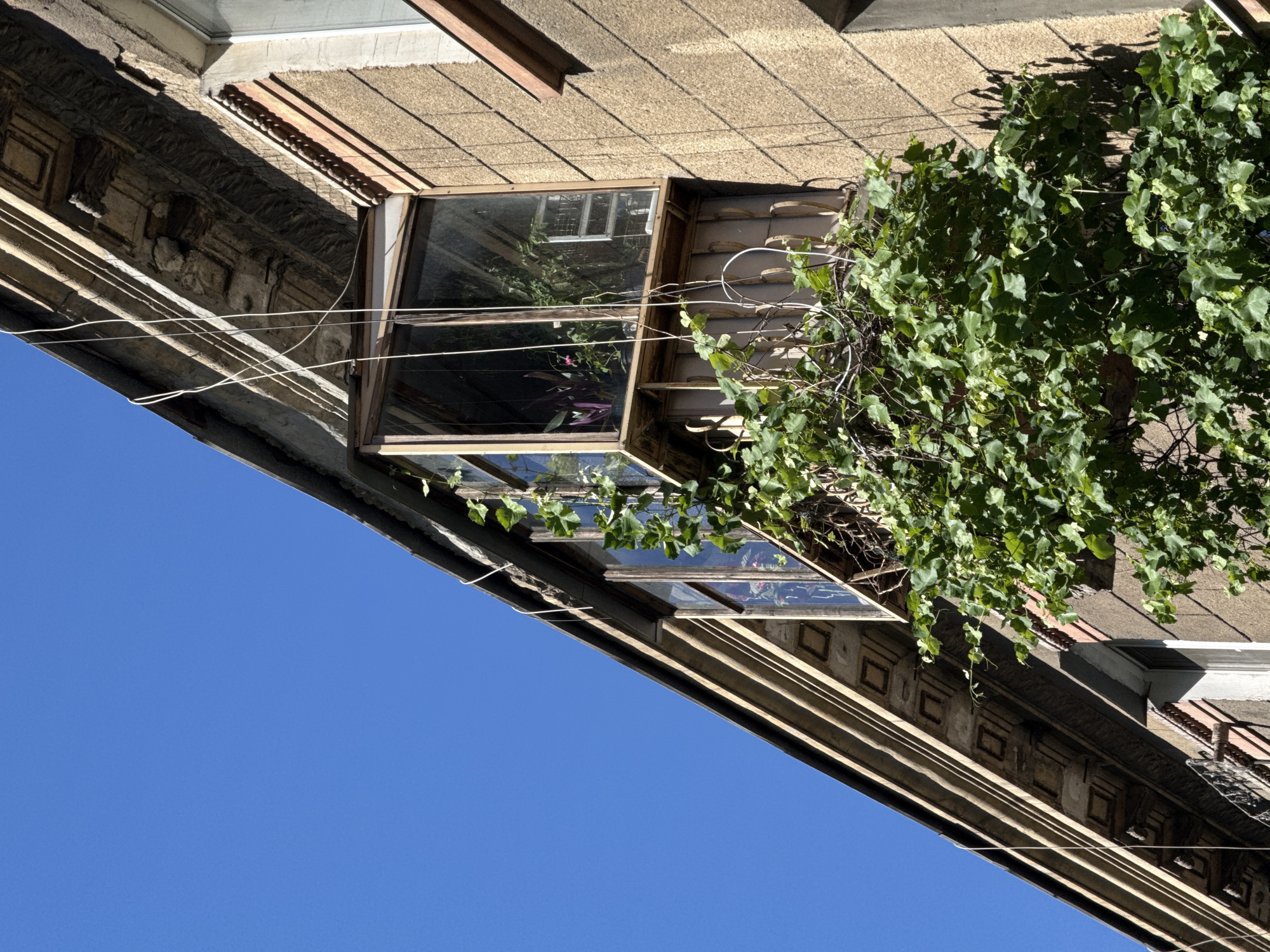 The image shows a close-up view of a balcony on a building in Odesa, Ukraine. The balcony is enclosed with glass and has plants inside, including a tall plant with purple leaves and a smaller pink flower. Green vines are growing up and around the balcony railing. The building's facade is textured and a light brown color, with decorative elements along the roofline. The sky above is clear and blue. There are no people visible in the image.