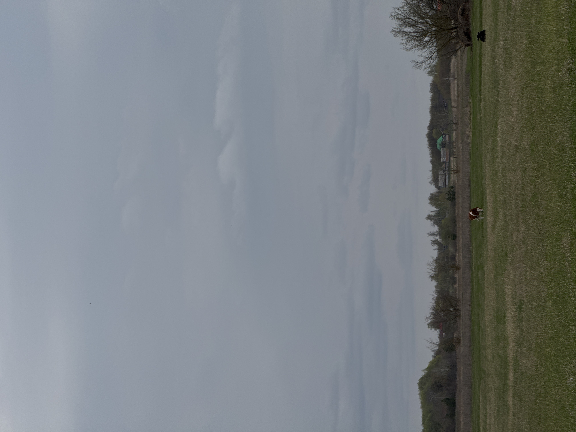 The image shows a rural landscape in Semeno-Aleksandrovka, Russia. The sky is overcast. A field of green grass stretches horizontally across the right side. A treeline runs along the middle ground, with a few buildings visible, including one with a green roof. A brown and white dog is running in the field. A black dog stands near a tree in the distance.