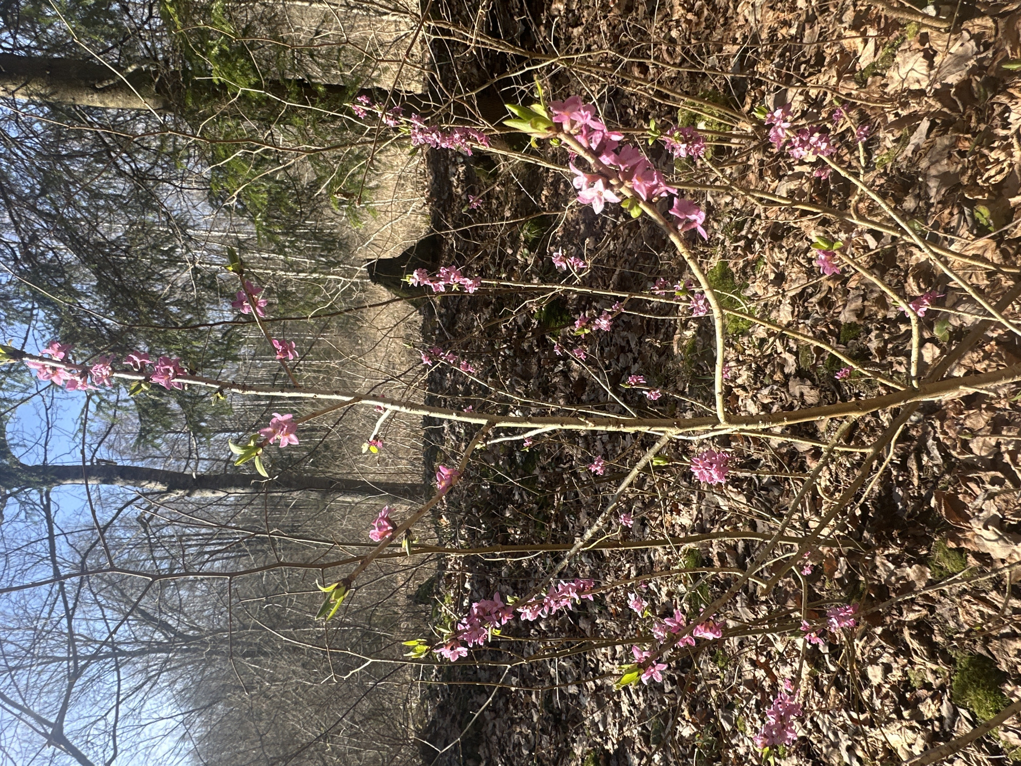 The image shows a forest scene near Bīriņi, Latvia. In the foreground are branches with pink flowers, possibly Daphne mezereum, growing from a shrub among fallen leaves and moss on the forest floor. Behind this, the forest stretches into the background, with bare trees silhouetted against a bright sky on the left and denser evergreen trees visible in the center. The light suggests it is daytime with clear weather conditions.