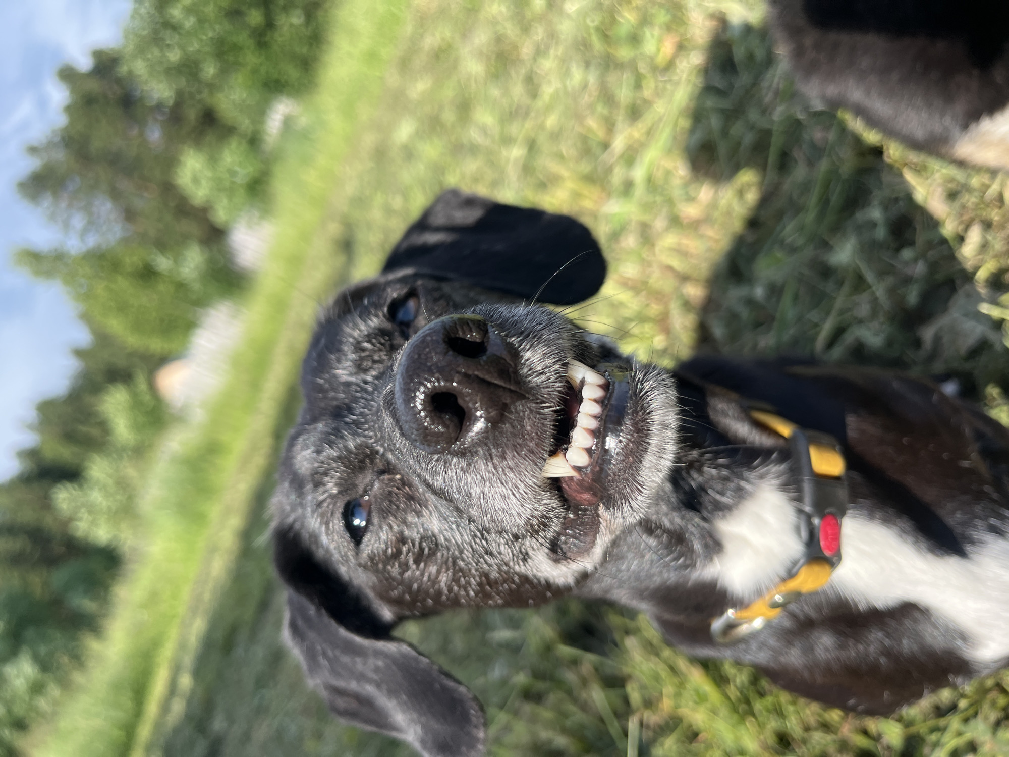 A black and white dog with greyish muzzle hair smiles showing its teeth. The dog is wearing a yellow and red collar. The dog is in a grassy outdoor area with trees and sky in the background. The dog's expression is captured in a close-up shot, with its mouth open and its tongue visible. The lighting suggests it is daytime. There is no discernible information in the image to determine its location in the city of Nizhny Tagil, Russia.