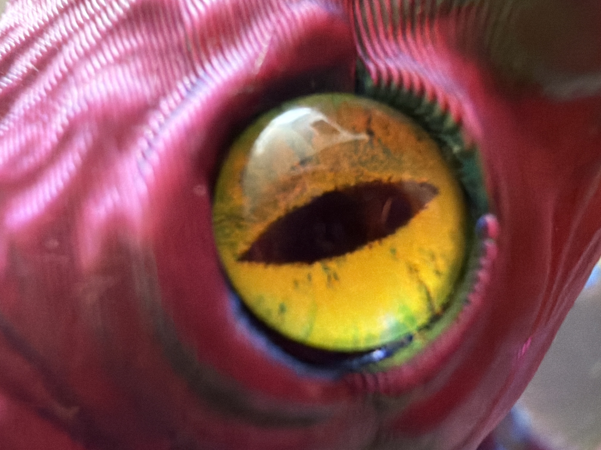 This is a close-up, macro photograph of an artificial eye, likely from a doll or toy, with a bright yellow iris and a dark, vertical pupil. The eye is set within a textured, reddish-pink material that appears to be fabric or plastic, exhibiting a ribbed pattern on the right side. The lighting creates reflections and highlights on the glossy surface of the eye, revealing subtle variations in color within the iris, including hints of green and orange. The background is out of focus, further emphasizing the eye as the central subject. No specific location in a city can be determined from this image.