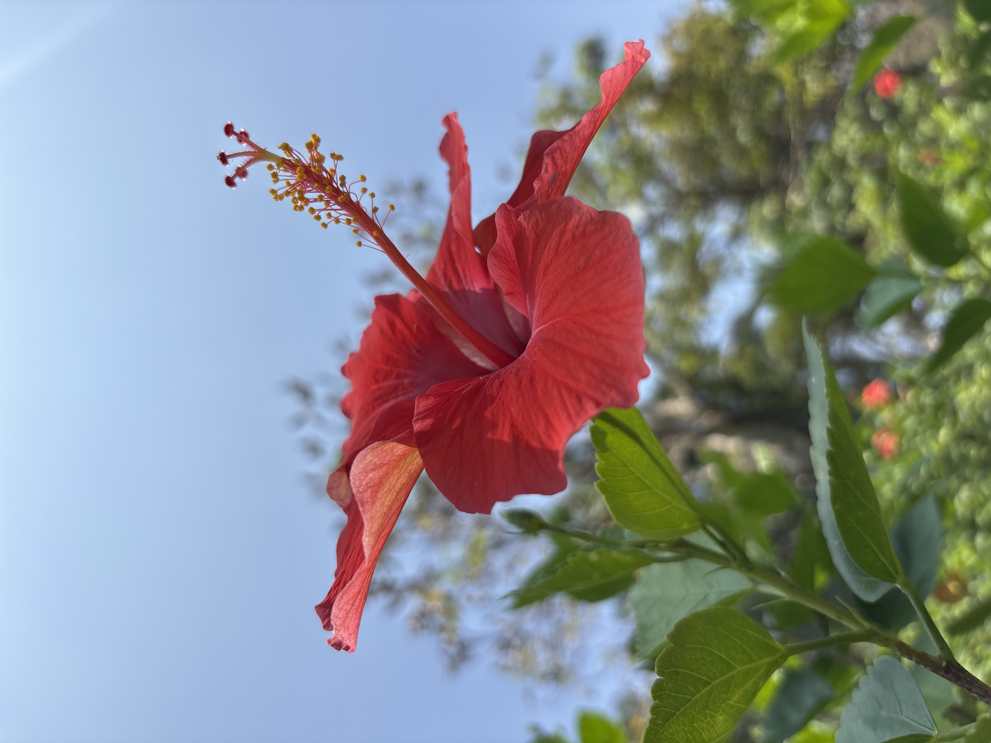 A close-up shot captures a vibrant red hibiscus flower in Tehuixtla, Mexico. The flower is in full bloom, showcasing its intricate structure with prominent stamen and pistil extending towards a clear blue sky. Green leaves and blurry background foliage suggest the flower is part of a bush or tree. The angle of the shot is from below, emphasizing the flower against the sky.