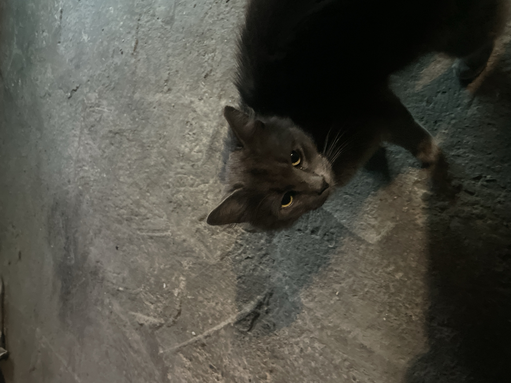 A gray cat with yellow eyes is lying on a gray concrete surface. The location appears to be outdoors, potentially a street or sidewalk. The lighting is dim. There are no other subjects or objects explicitly visible. The city of Olginka, Russia, cannot be verified based on visual evidence alone.
