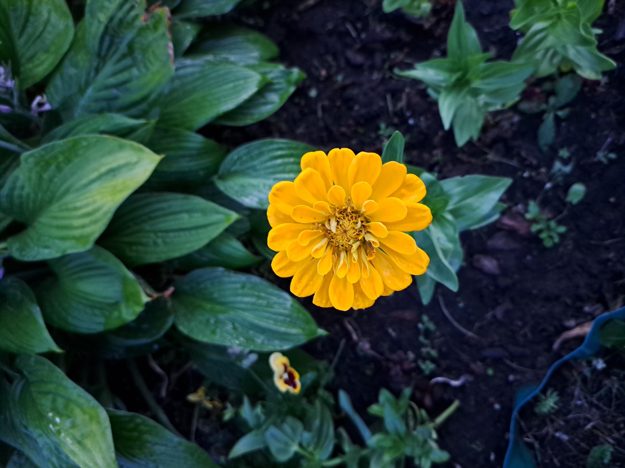 An overhead medium shot captures a vibrant yellow zinnia bloom centrally positioned in a garden. The zinnia's petals are layered and tightly packed, creating a full, circular blossom. Surrounding the zinnia, a dense cluster of large, dark green hosta leaves fills the upper portion of the frame, their textured surfaces suggesting recent moisture. The lower part of the image reveals dark, loamy soil, interspersed with smaller green plants and a hint of a turquoise garden hose coiled on the ground. To the left, slightly out of focus, a small yellow and maroon pansy adds a touch of delicate color to the scene. The overall impression is one of a natural, well-tended garden setting, likely in an urban or suburban environment, given the presence of the garden hose. The specific location of Черницк, Russia, is not discernable from the visual information provided in the image.