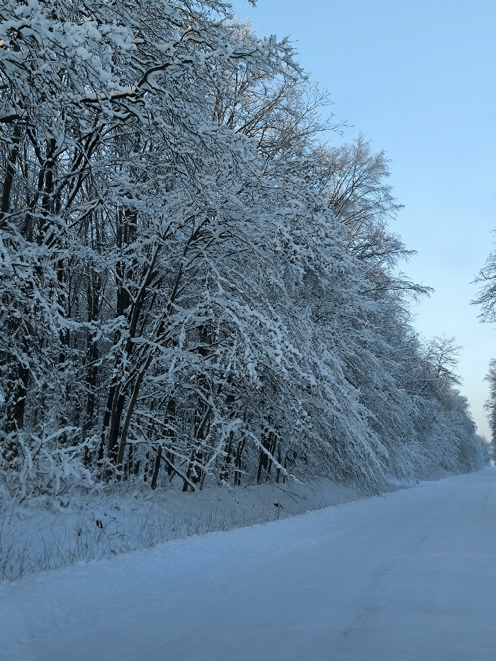The image captures a serene winter landscape in Khrinivka, Ukraine, dominated by a snow-covered forest and a path. The scene features dense trees on the left, their bare branches heavily laden with a thick layer of fresh, white snow, creating intricate frosted patterns against the darker trunks and the background forest. The snow extends to the ground, blanketing the undergrowth and the wide path or road that runs from the foreground into the distant horizon.
The sky, visible above the tree line, is a clear and vibrant blue, suggesting a bright, cold winter day, likely in the morning given the crisp light. No people or animals are visible, highlighting the undisturbed tranquility of the natural environment. The snow on the path appears untouched, indicating recent snowfall and a quiet setting. The path recedes into the distance, bordered by more snow-laden trees, with a faint hint of warmer light on the distant foliage, possibly from the rising sun. There is no visible text in the image. The overall impression is one of peacefulness, isolation, and the stark beauty of a winter wonderland.